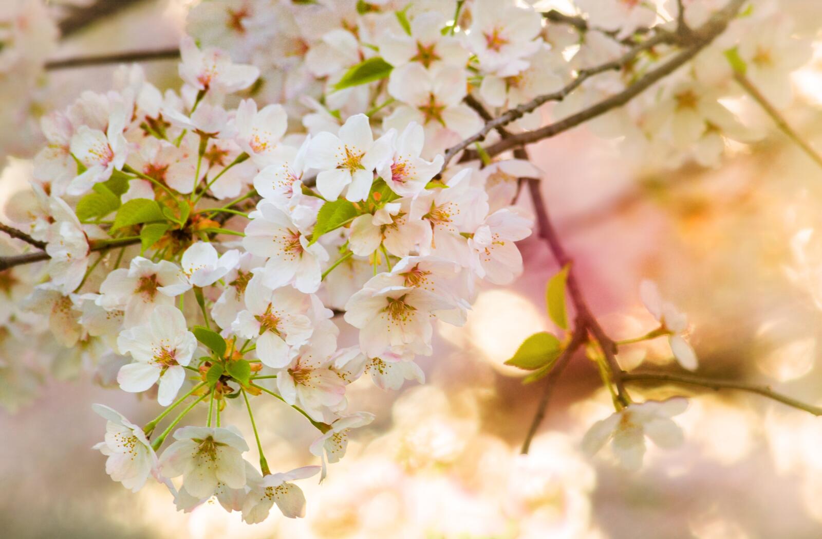Free photo Cherry blossom wallpaper