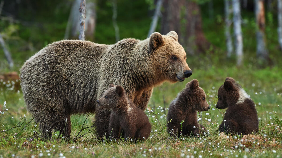 Baby cubs with a mama bear