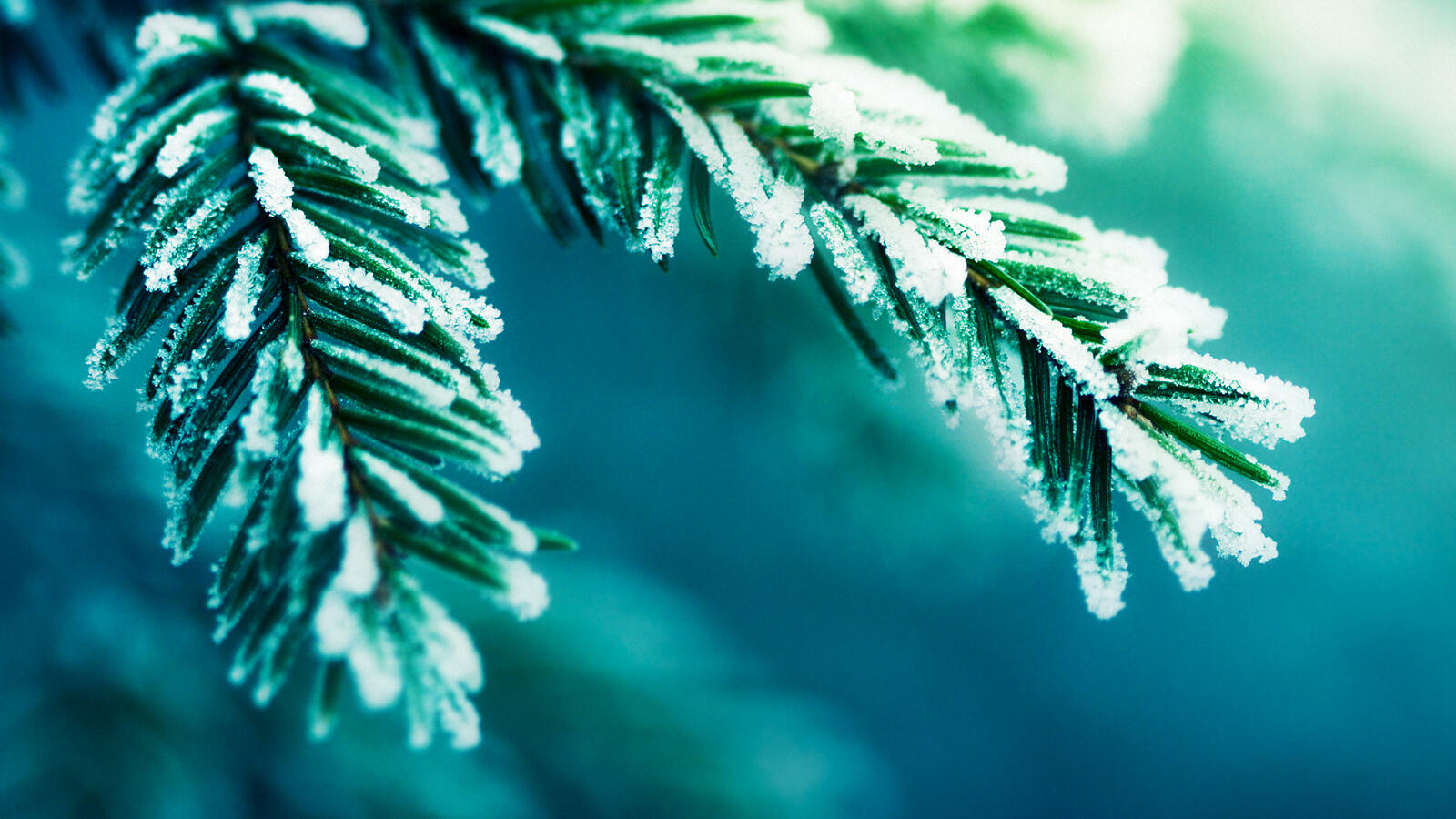 Free photo Snowy spruce branches