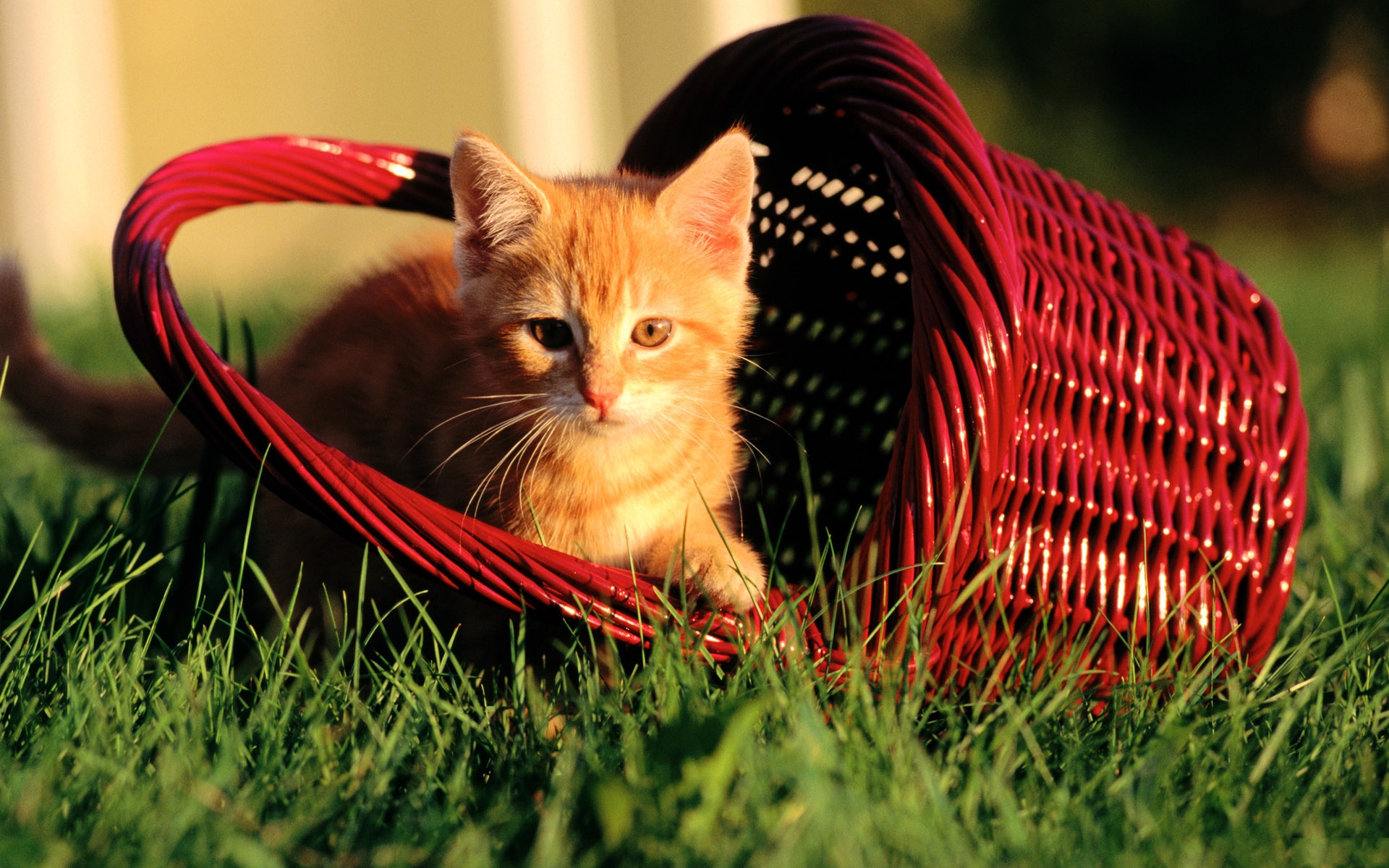 一只姜黄色的小猫咪坐在红色的篮子里