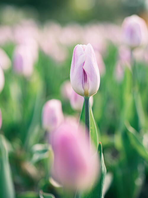 A field of pink tulips.