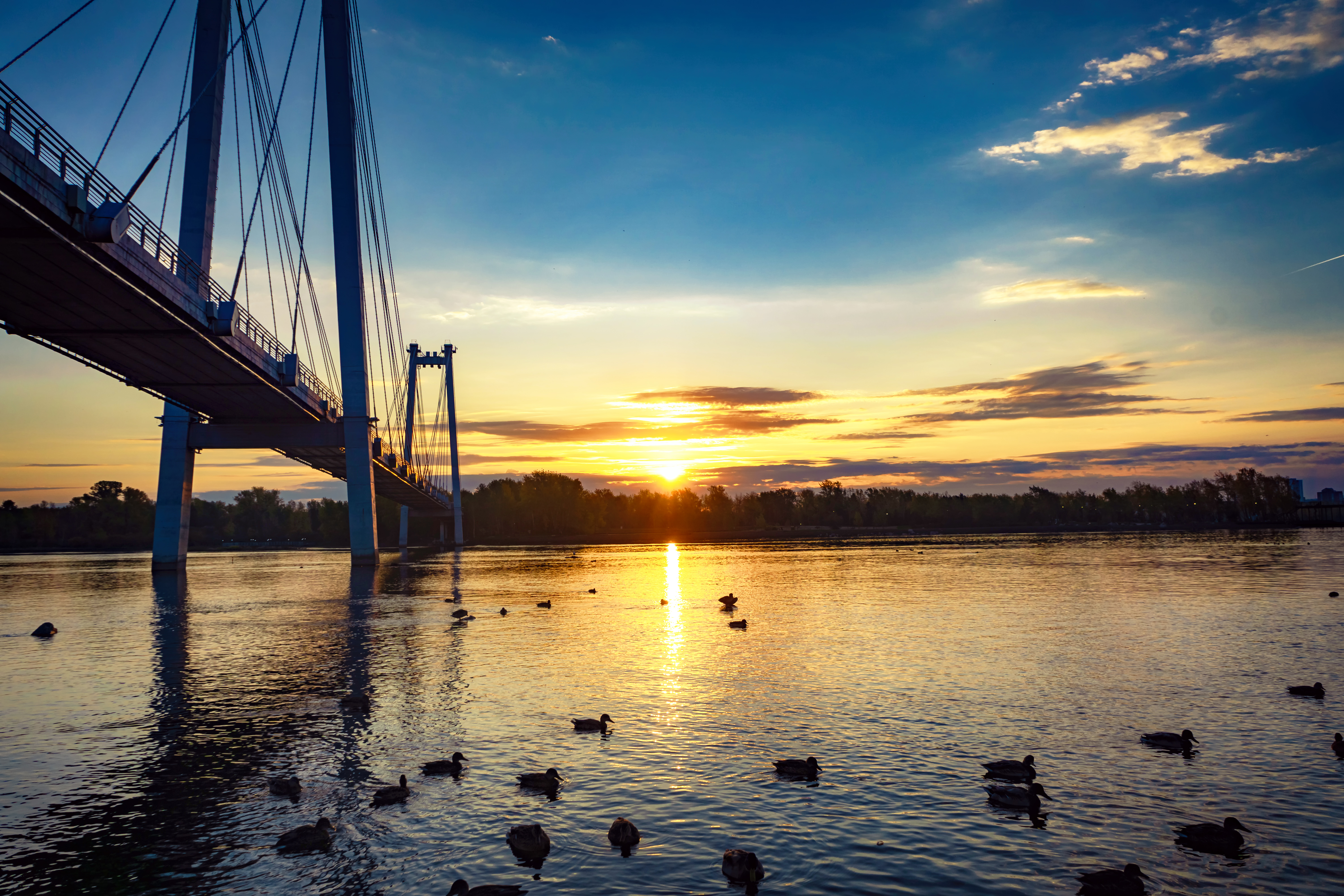 黎明时分，鸭子在河上的桥下游泳