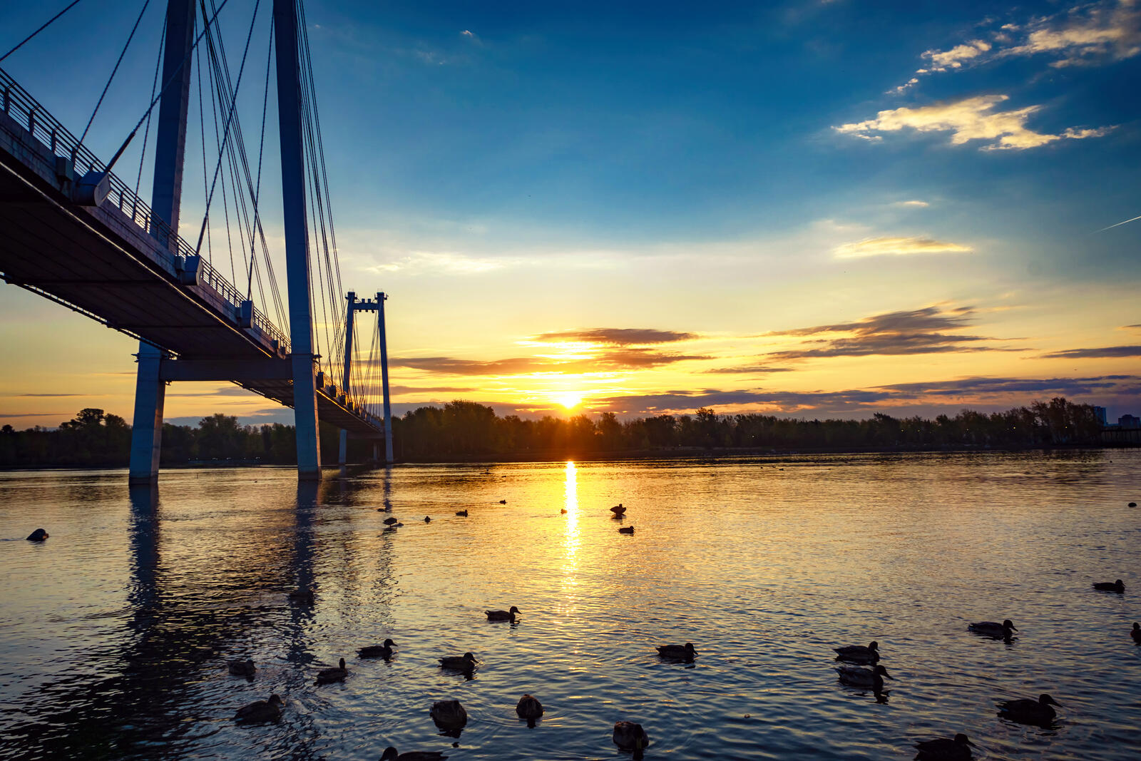 Free photo Ducks swim under a bridge over a river during sunrise