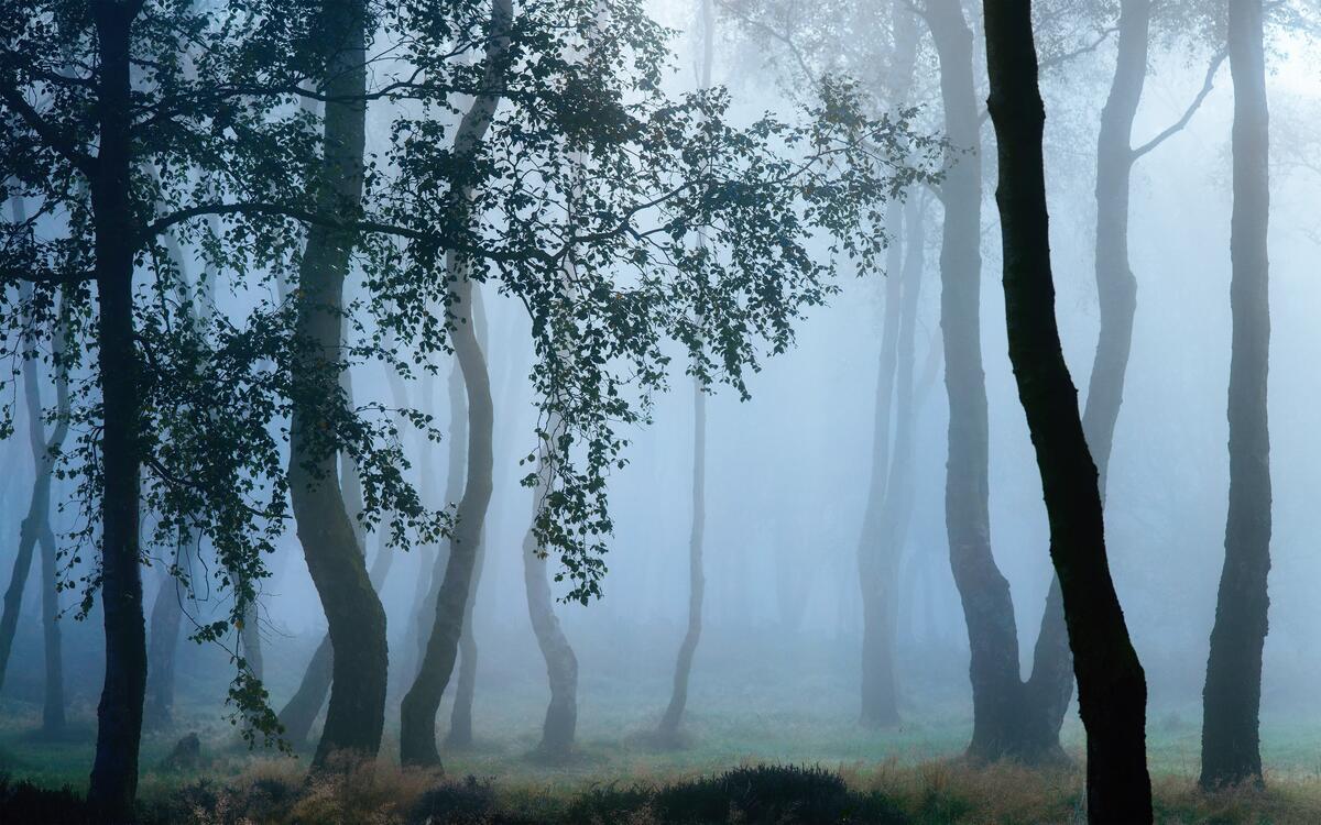 Густой туман в старом лесу