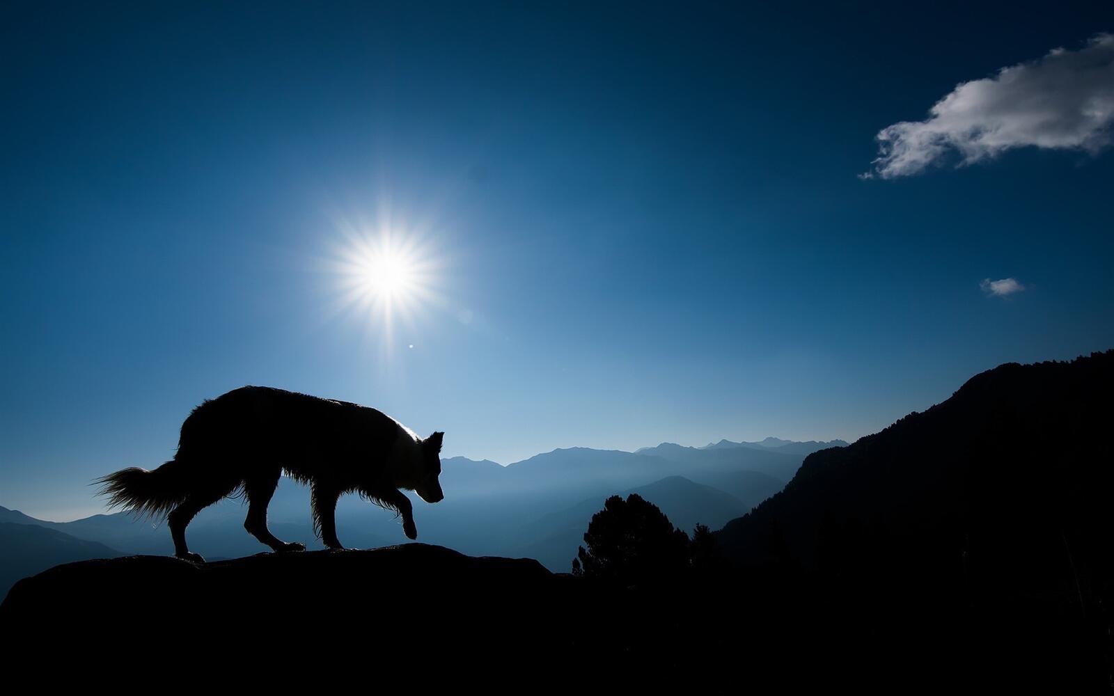 Free photo Silhouette of a wolf walking on top of a mountain