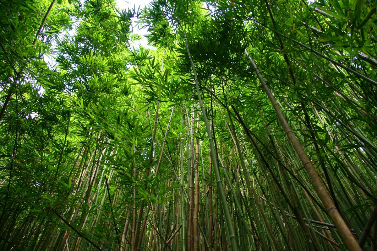 竹绿色的森林