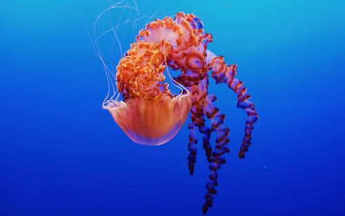 A jellyfish with long tentacles.