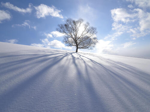 Одинокое дерево на снежном поле в солнечную погоду