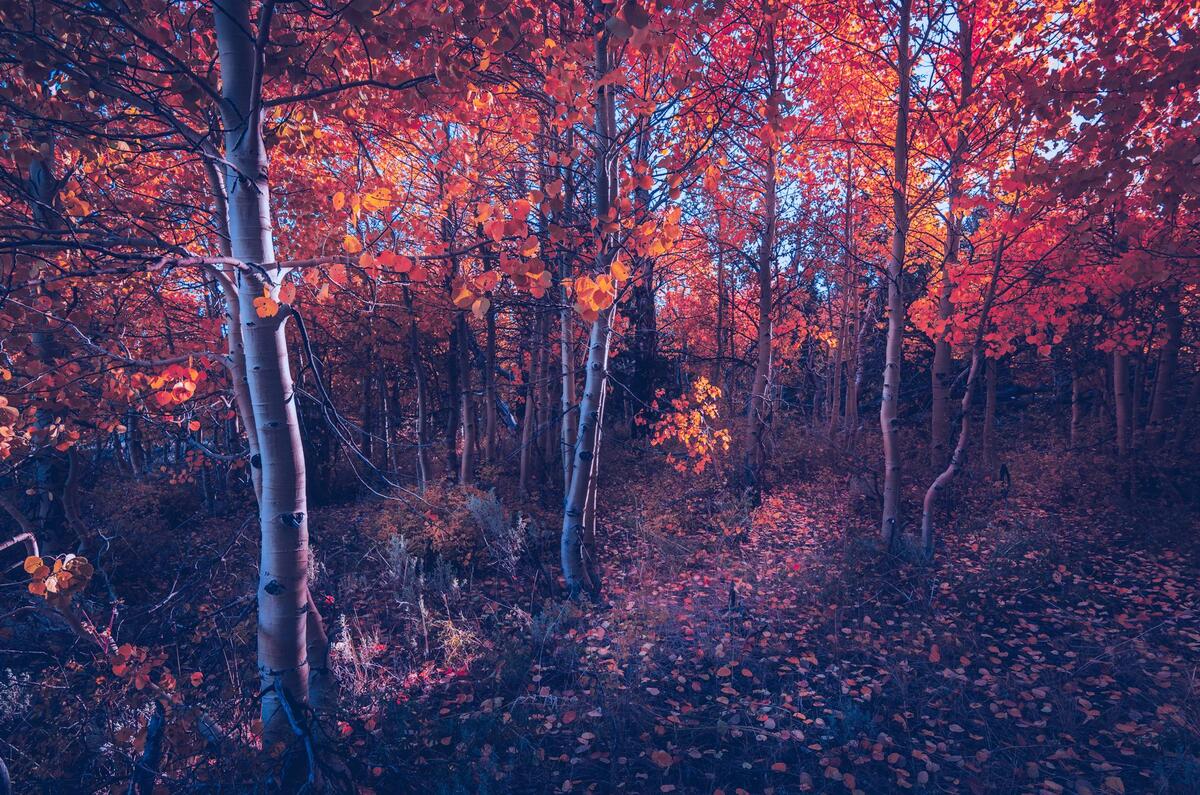 Young birch forest in the fall