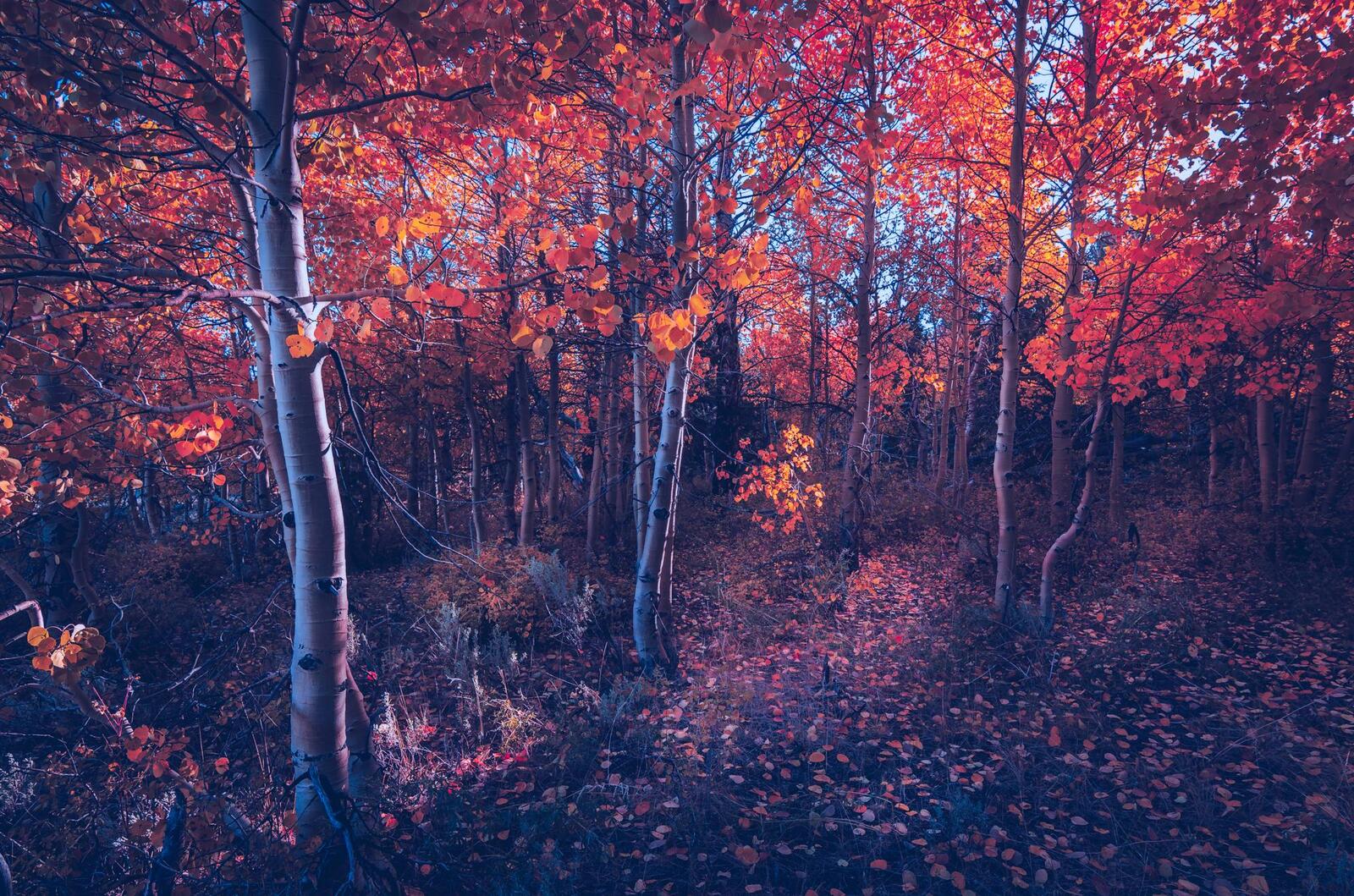 Бесплатное фото Молодой березовый лес осенью