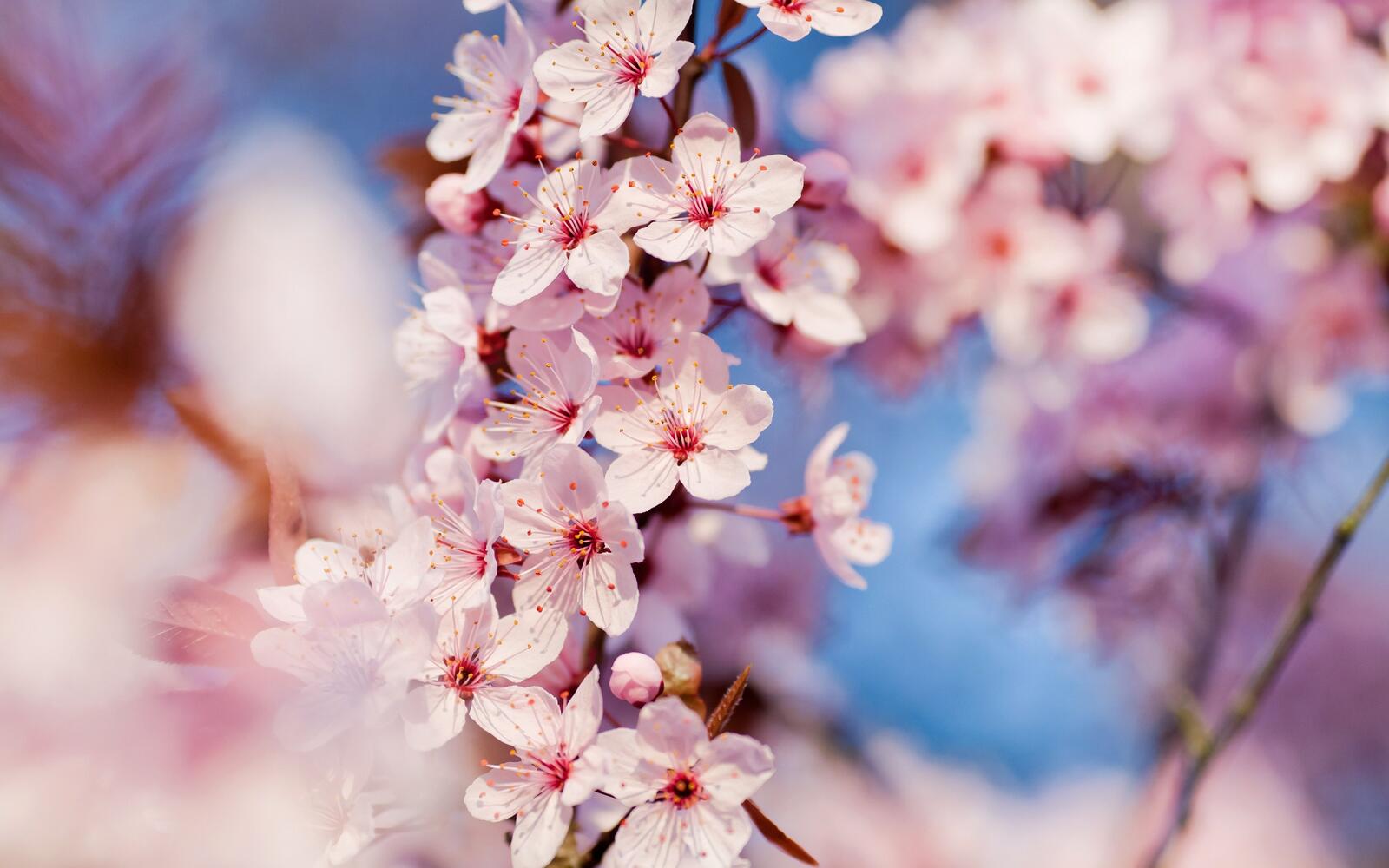 Бесплатное фото Нежно-розовые цветы на ветке