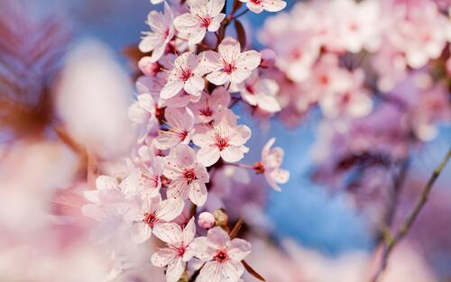 Soft pink flowers on a branch