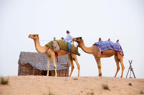 Traveling on Arabian camels in the sands of Dubai