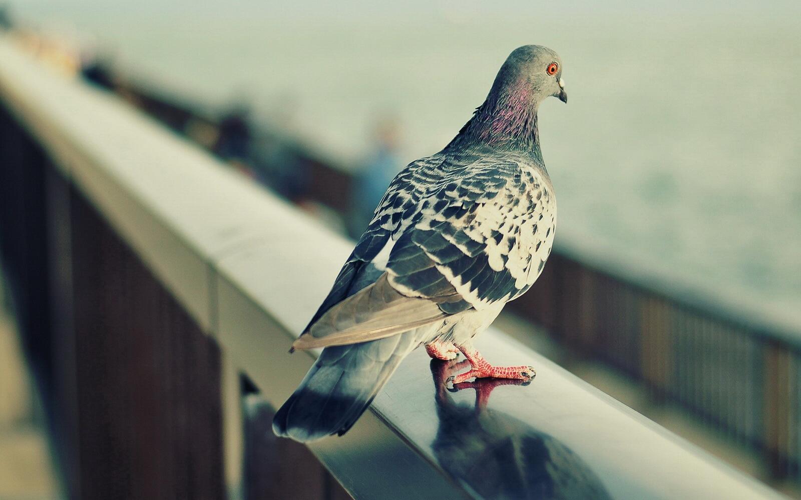 免费照片一只鸽子坐在篱笆栏杆上
