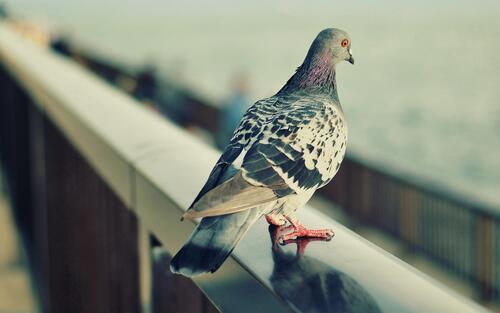 A pigeon sits on the fence railings