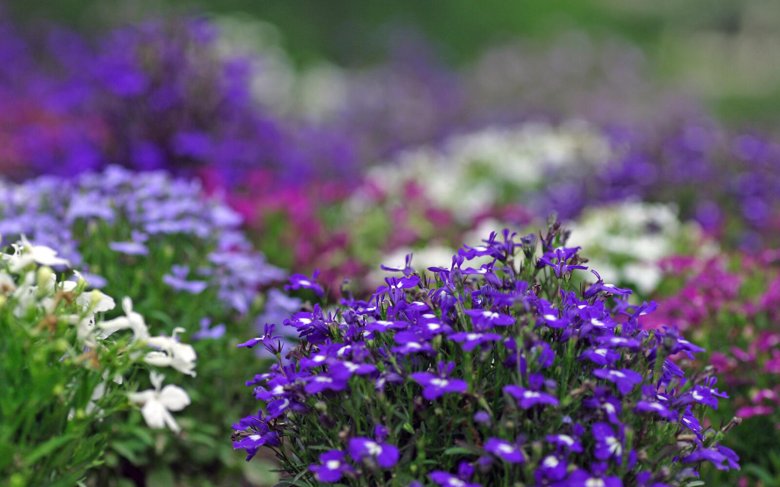 Бесплатное фото Кустарник с пурпурными цветами в саду