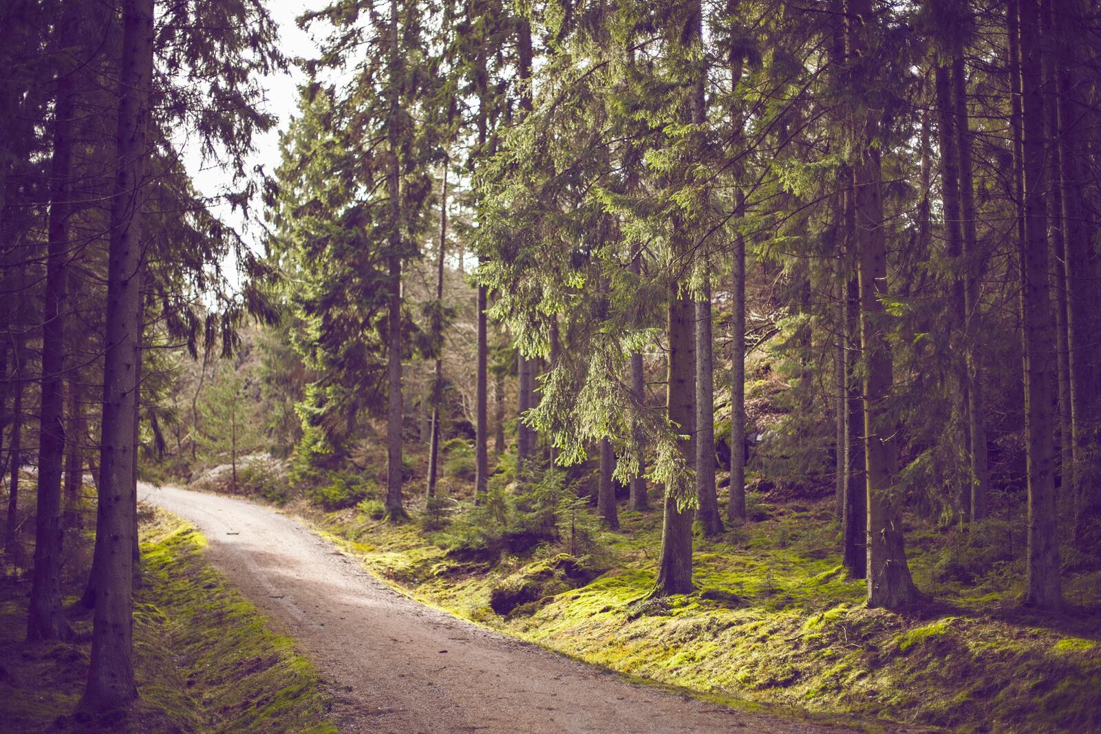 Бесплатное фото Прогулка по лесу из сосновых деревьев