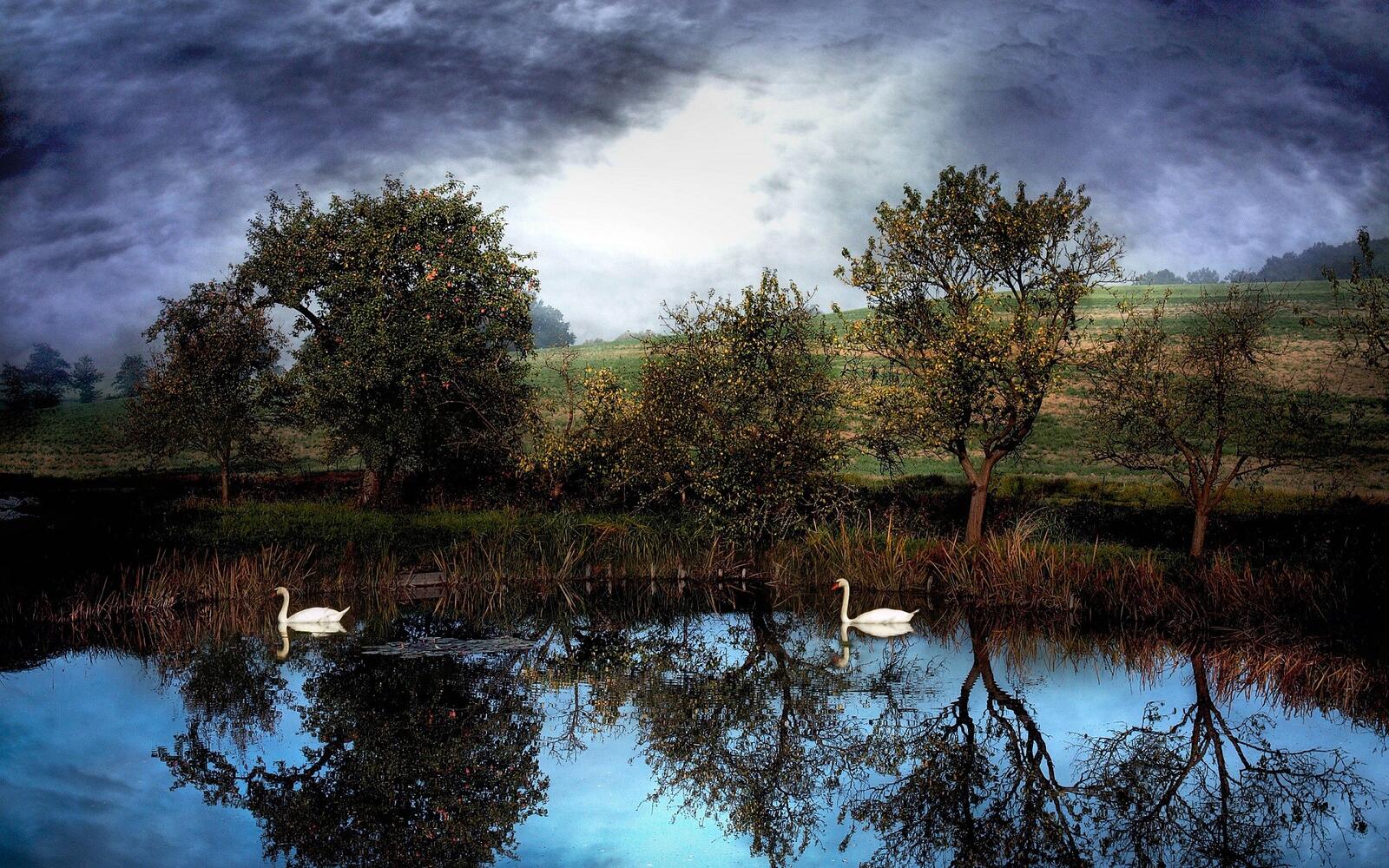 Бесплатное фото Озеро с белыми лебедями