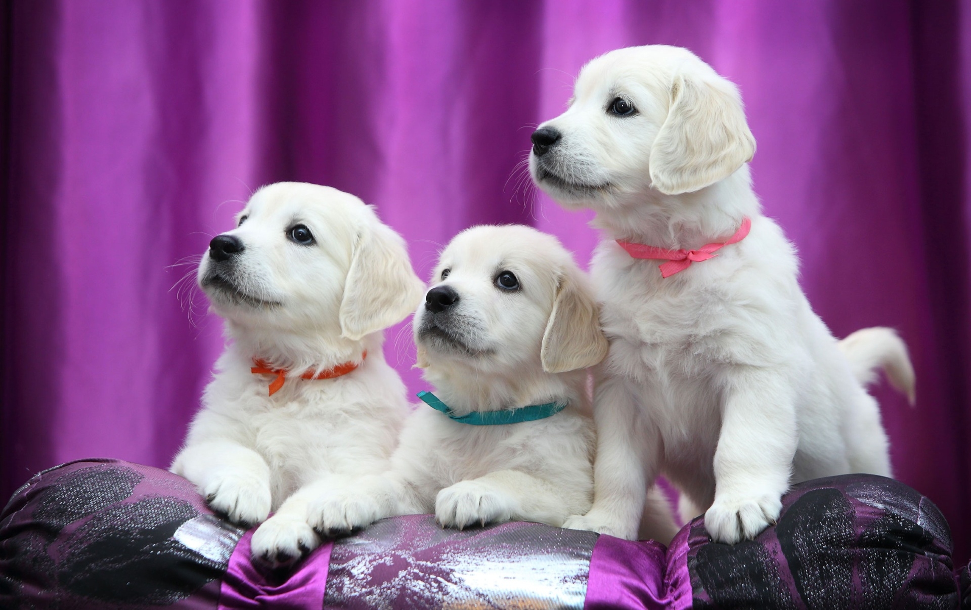 Free photo Wallpaper with three white Labrador Retriever puppies