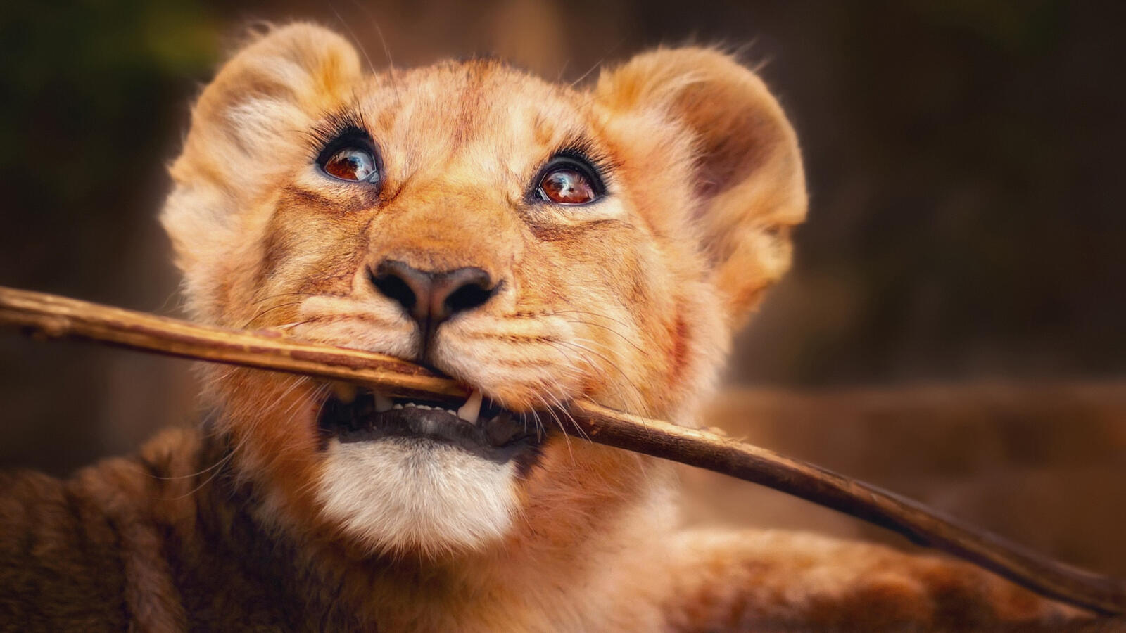 免费照片一只可爱的小狮子在玩树枝。