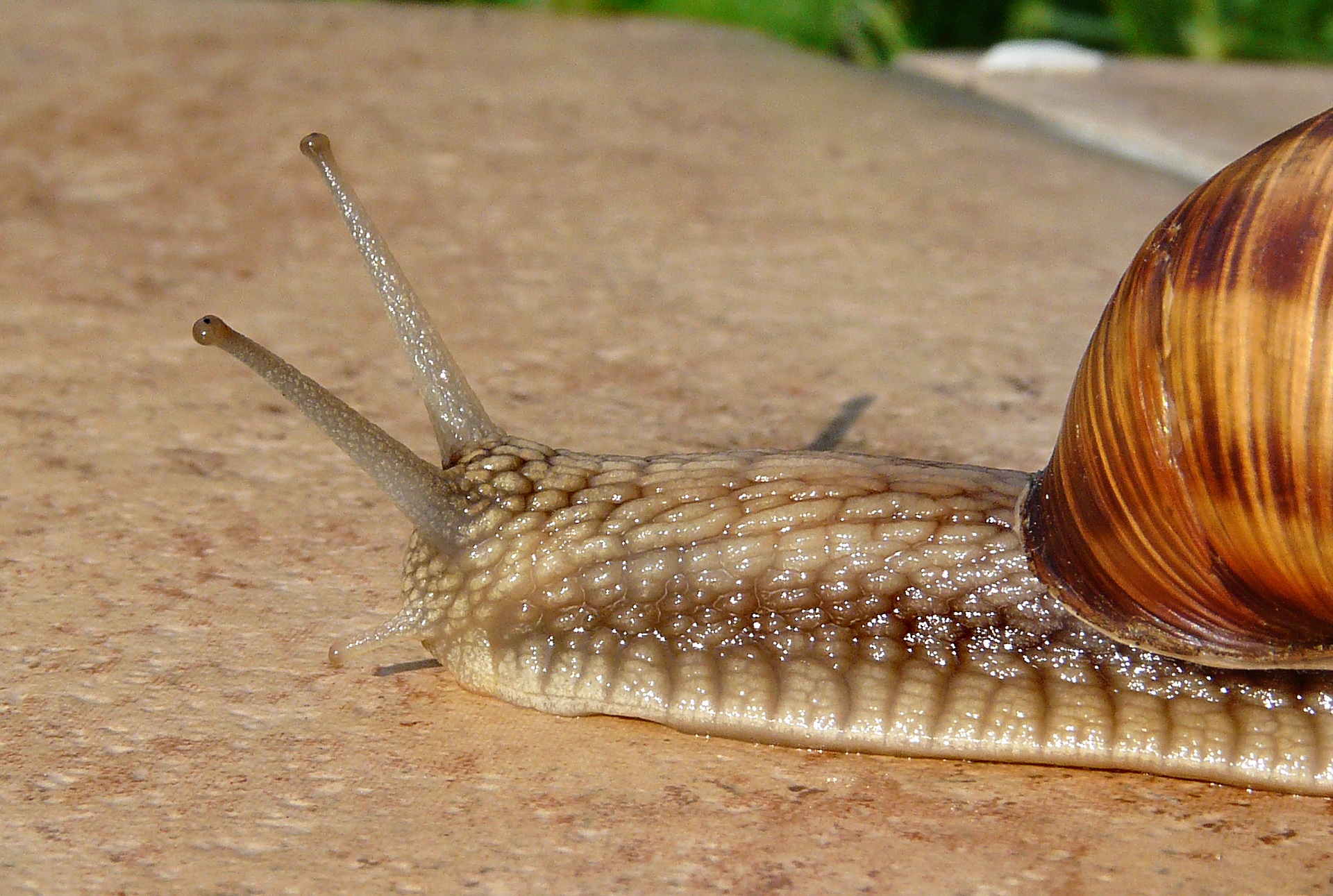 Free photo Close-up of a crawling snail