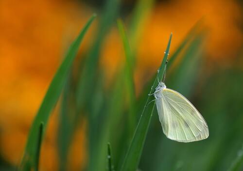 A white butterfly on a green blade of grass.