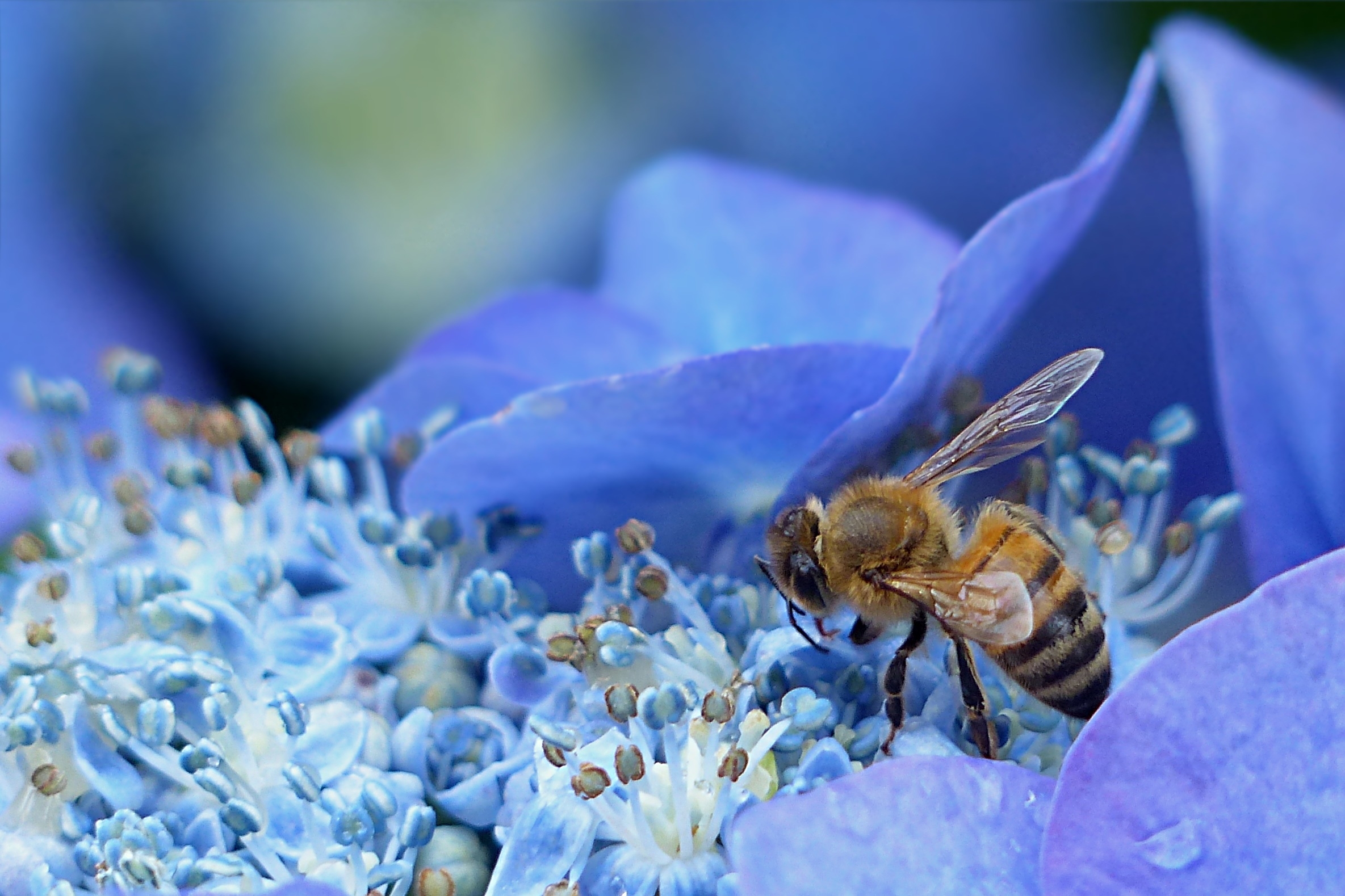 Бесплатное фото Оса на синем цветке