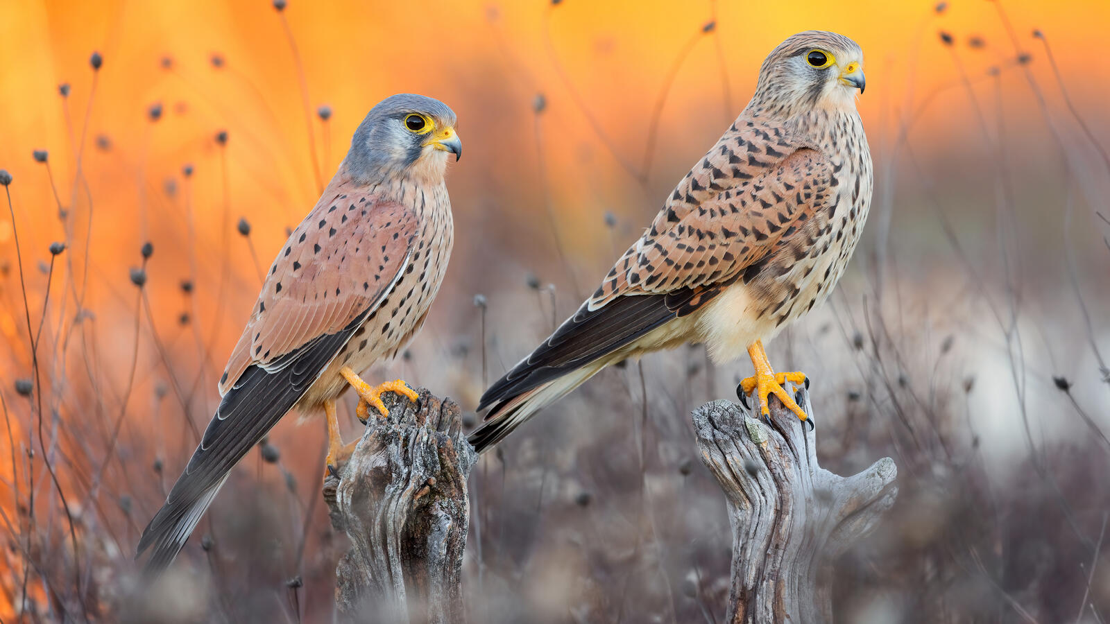 Free photo Two falcons sitting on a branch