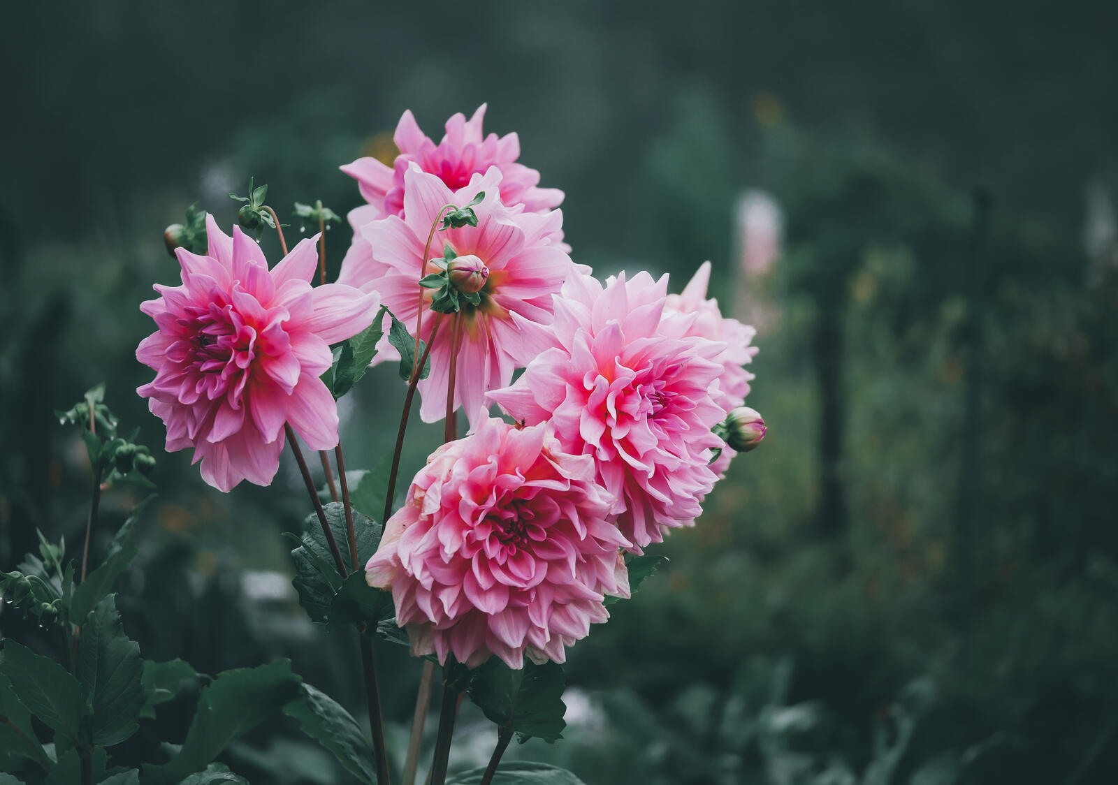 Бесплатное фото Кустарник розовых пионов