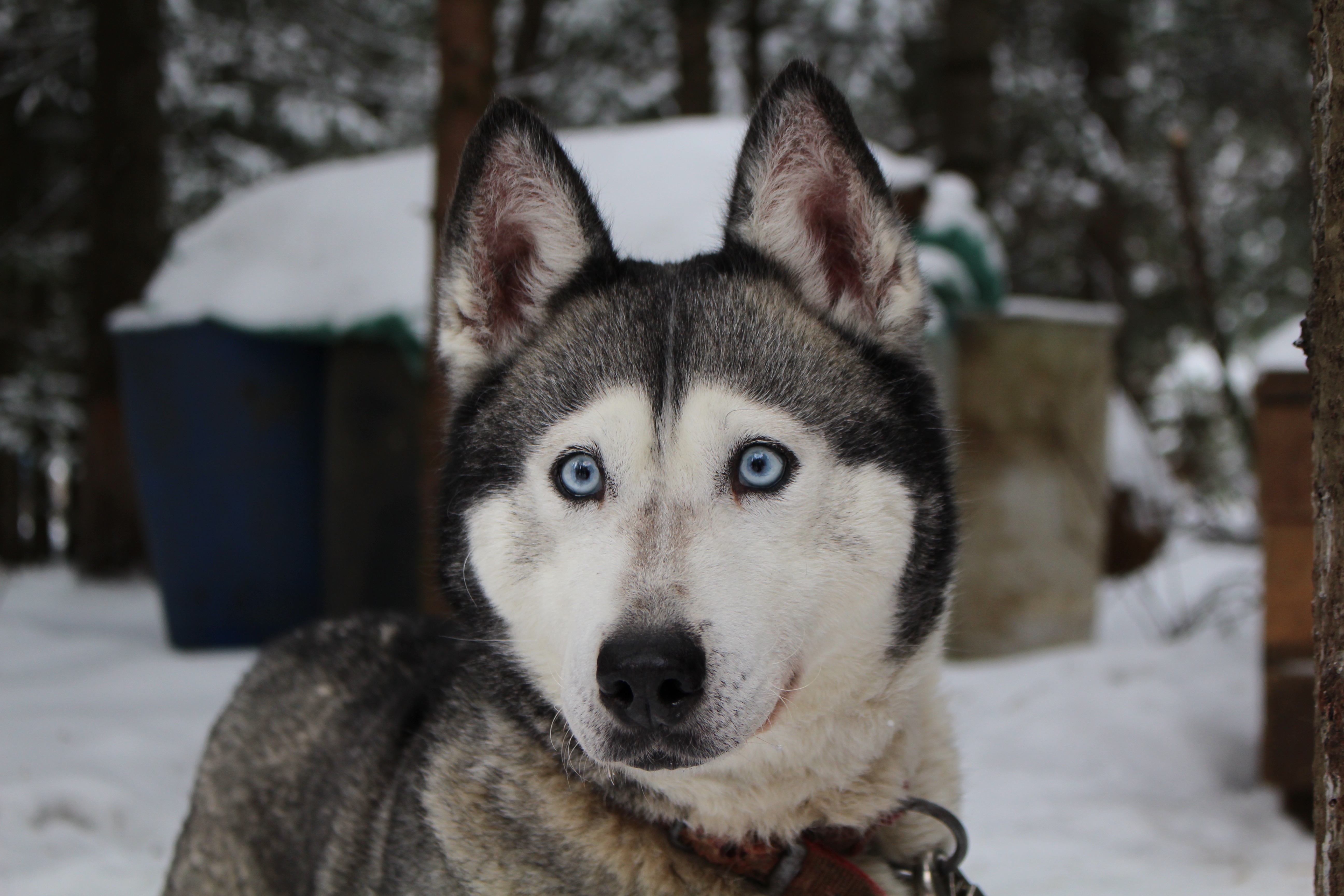 The surprised look of a husky with blue eyes