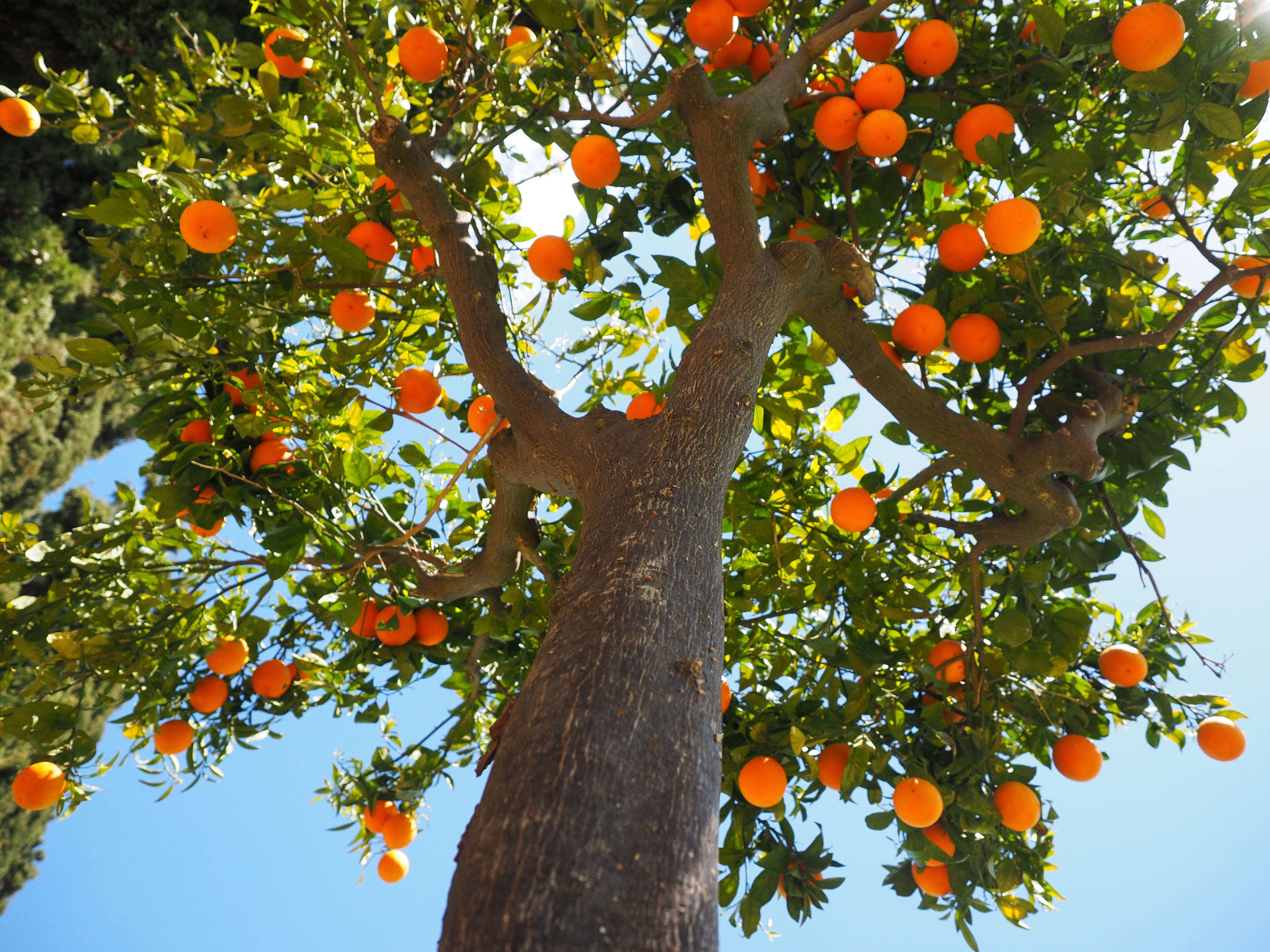 Бесплатное фото Апельсиновое дерево