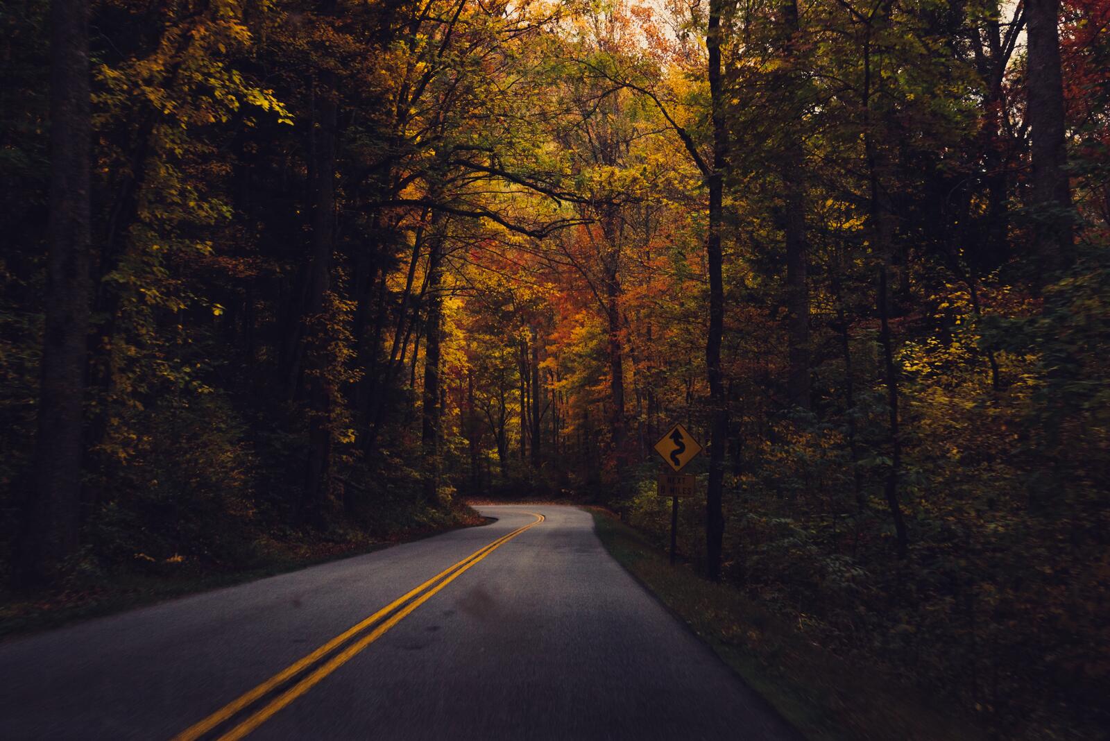 Free photo A paved road in a dense autumn forest