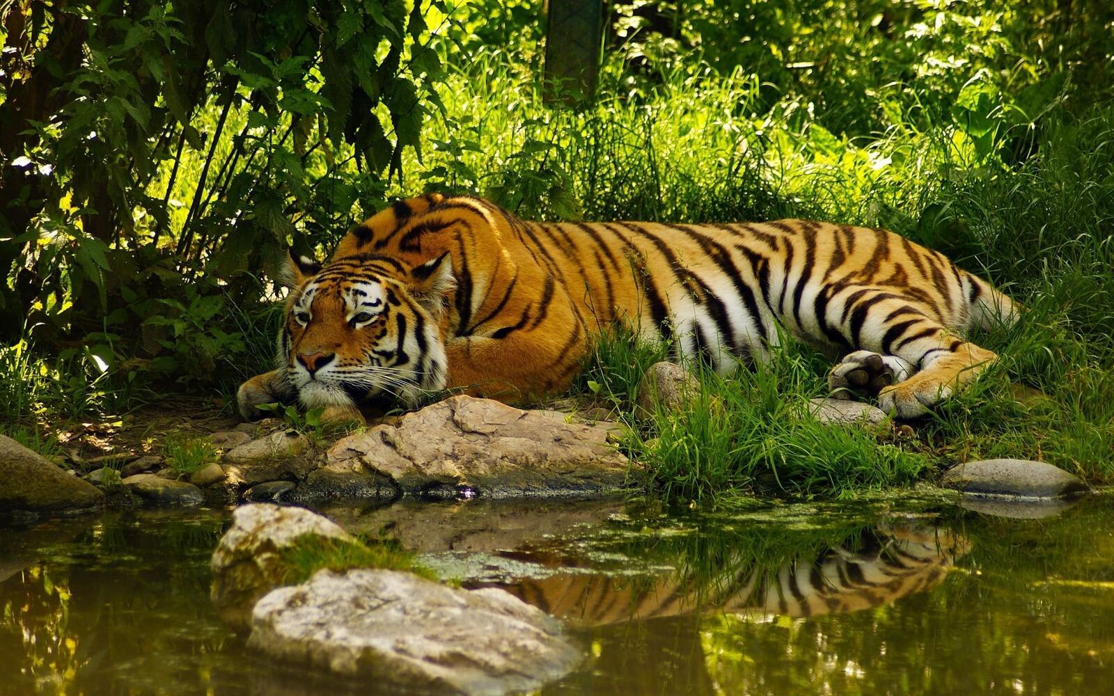Бесплатное фото Красивый тигр отдыхает на берегу реки
