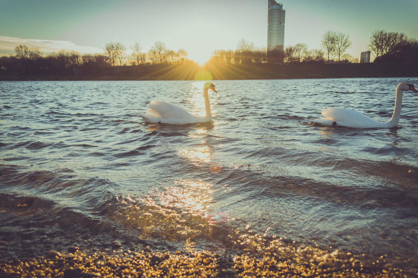 Free photo White swans swim by the riverbank