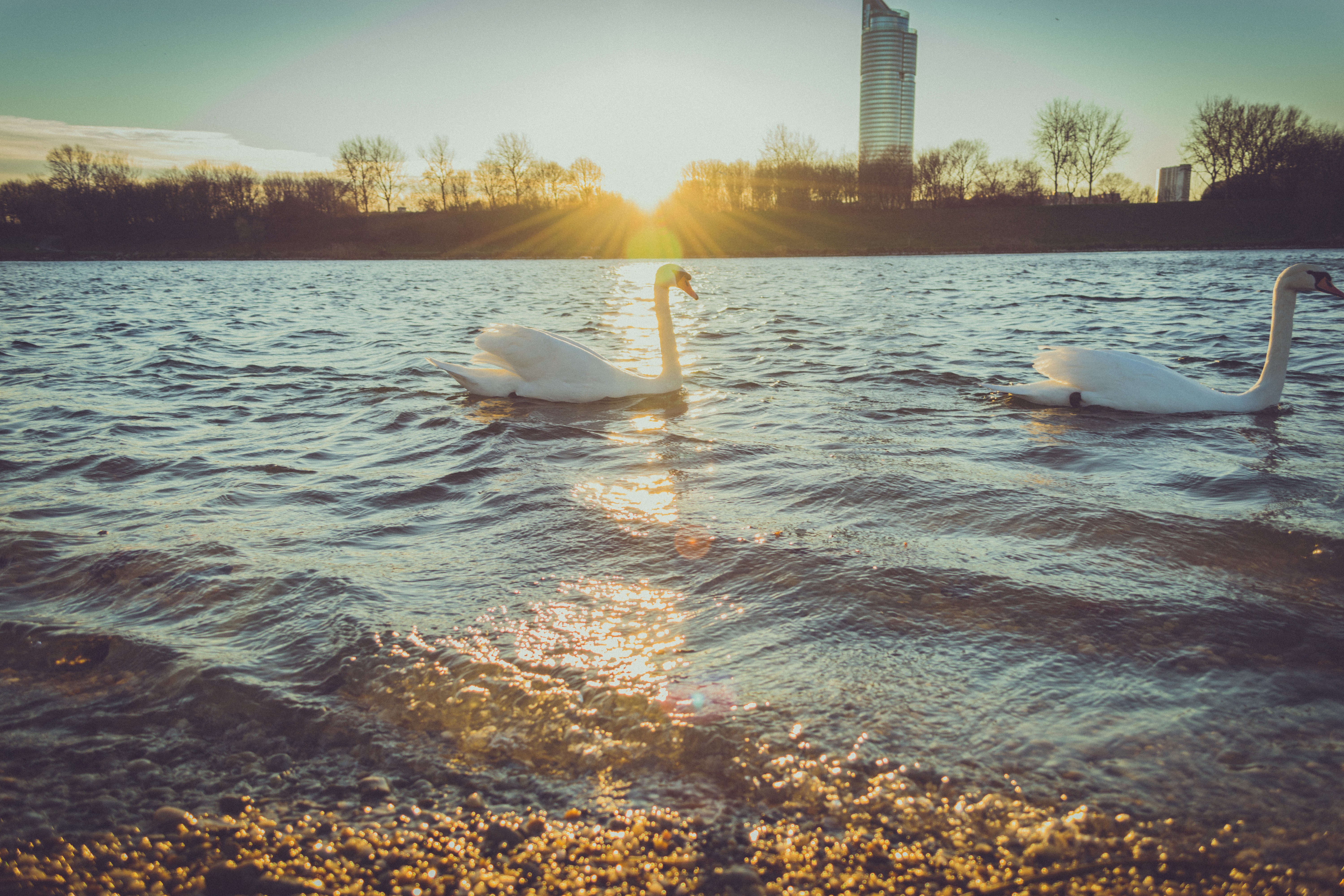 免费照片白天鹅在河岸边游泳