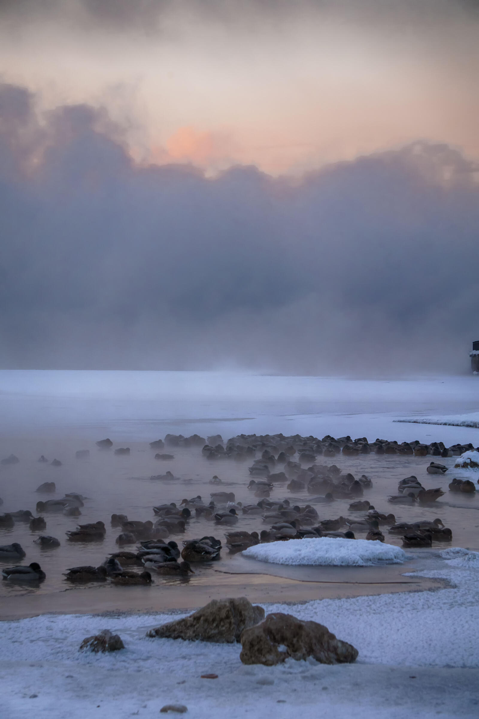Бесплатное фото Утки в сильный туманный мороз