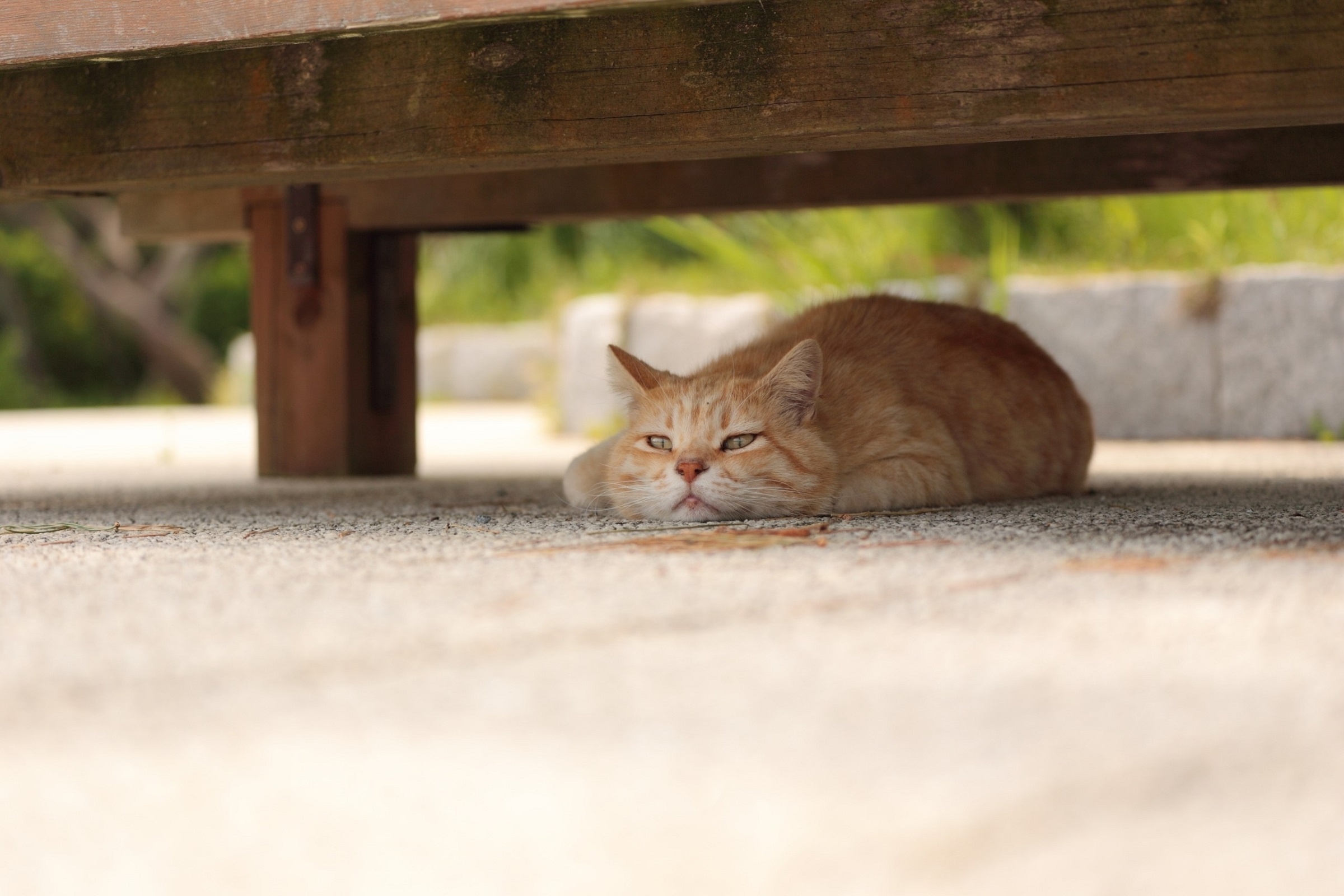 Кошка под скамейкой