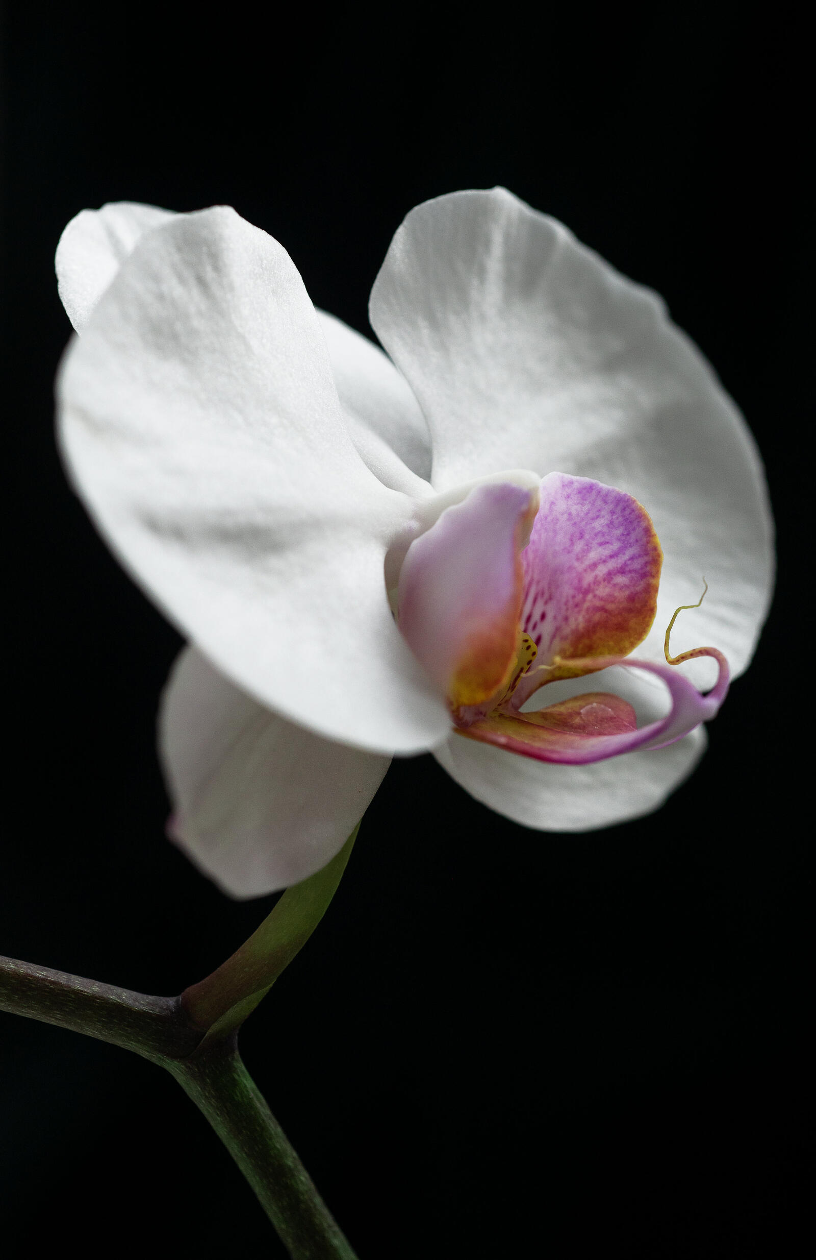 Обои цветок орхидея белый на рабочий стол