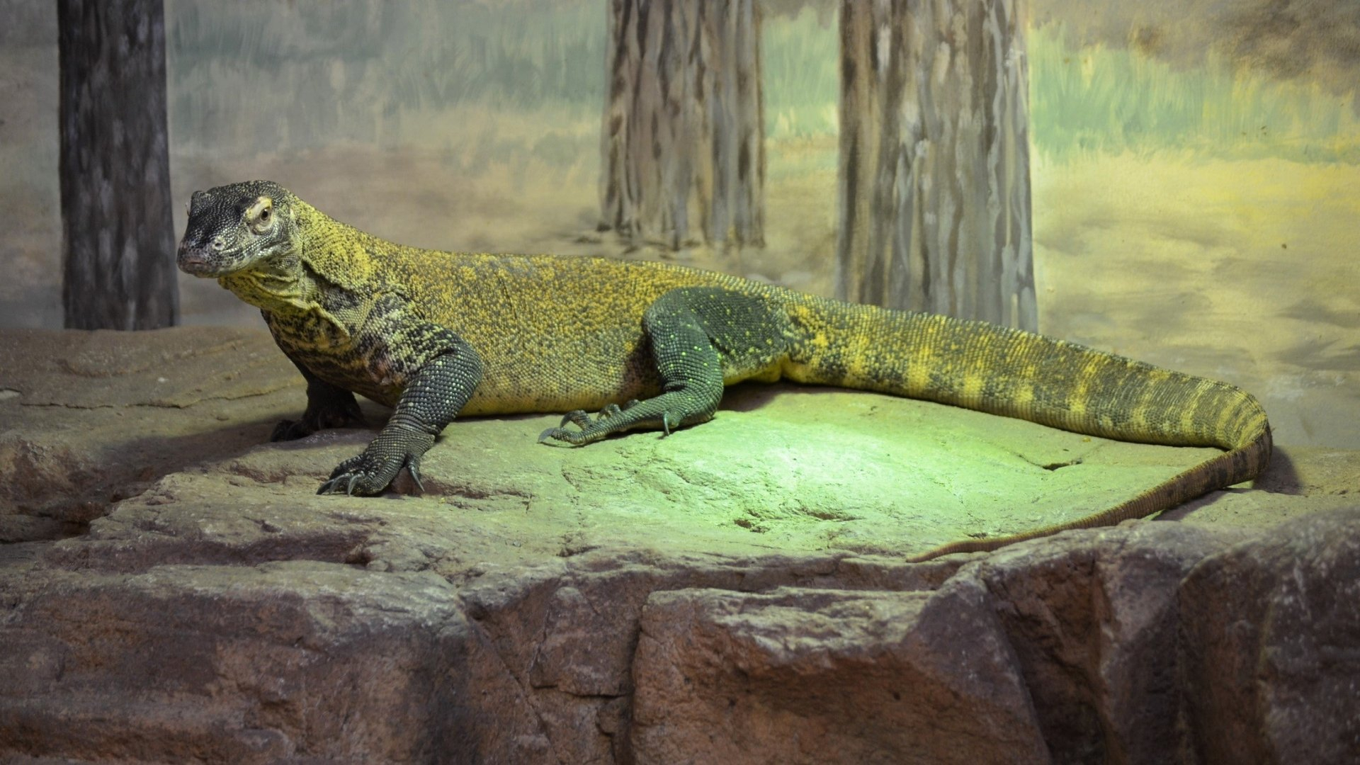 Фото бесплатно рептилия, обои дракон комодо, гигантская ящерица