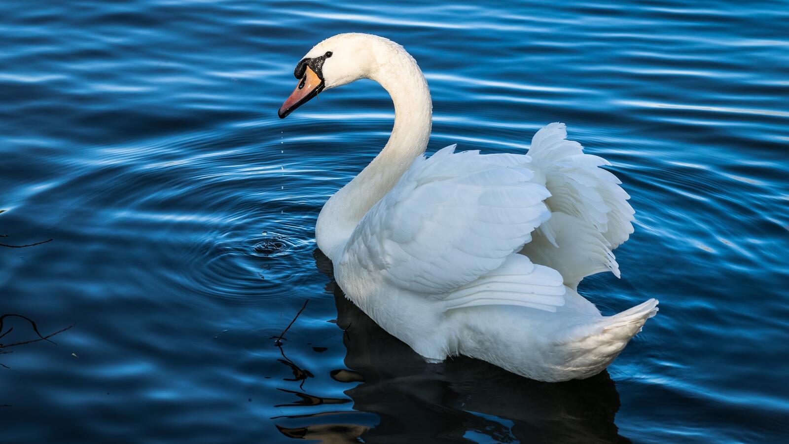 Бесплатное фото Белый лебедь плывет по воде