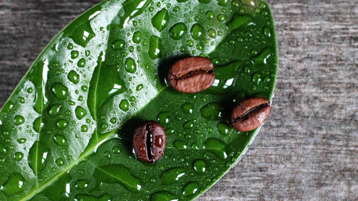 Кофейные зерна на зеленом листке с каплями дождя