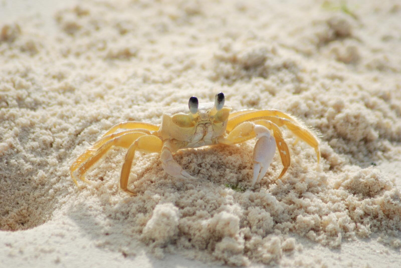Free photo A small Atlantic ghost crab.