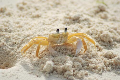 A small Atlantic ghost crab.