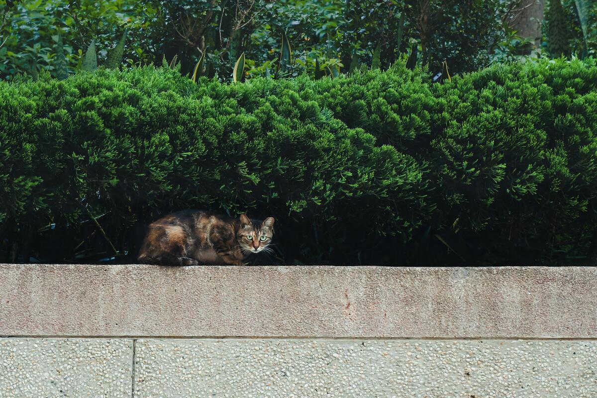 A cat lies on a concrete fence against a backdrop of green small trees