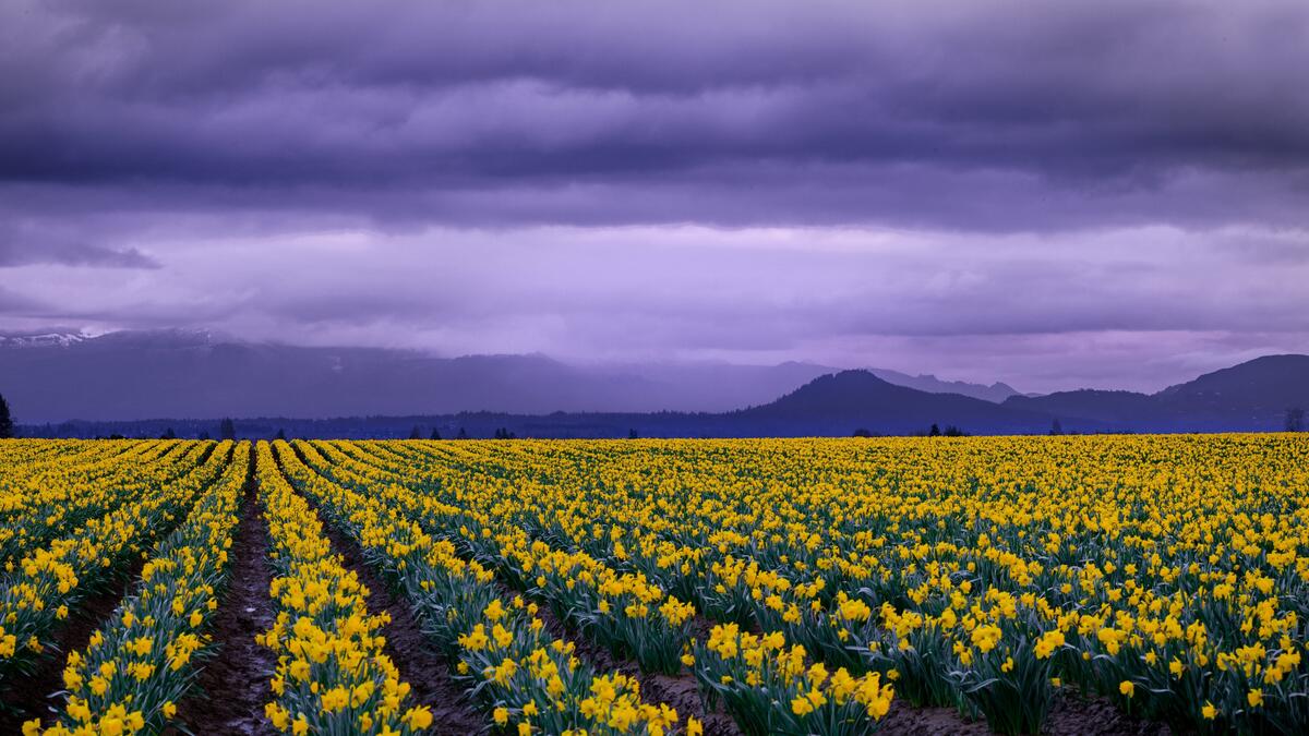 Large field with yellow flowers