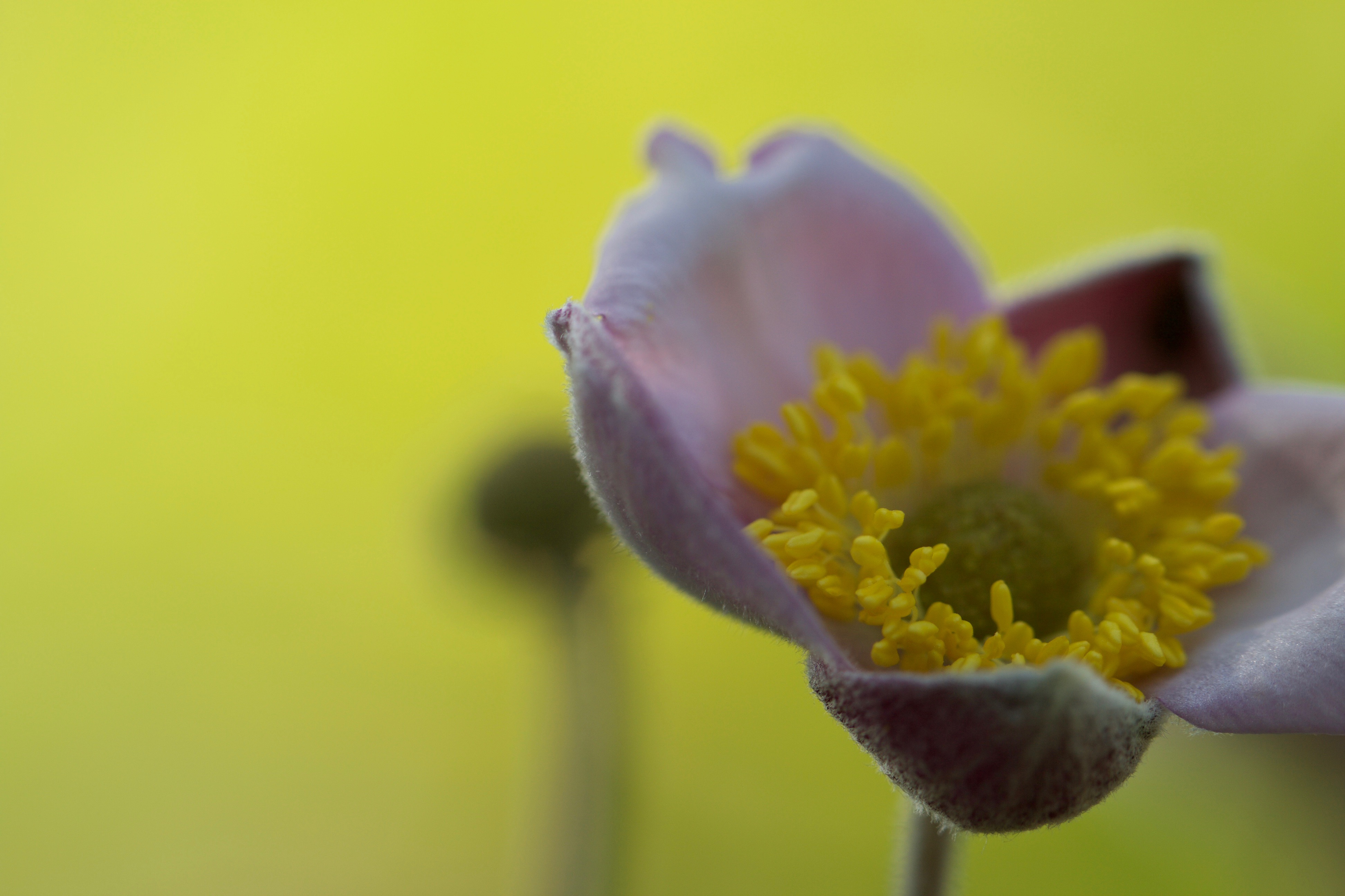 Бесплатное фото Нежный цветок на светло-зеленом фоне