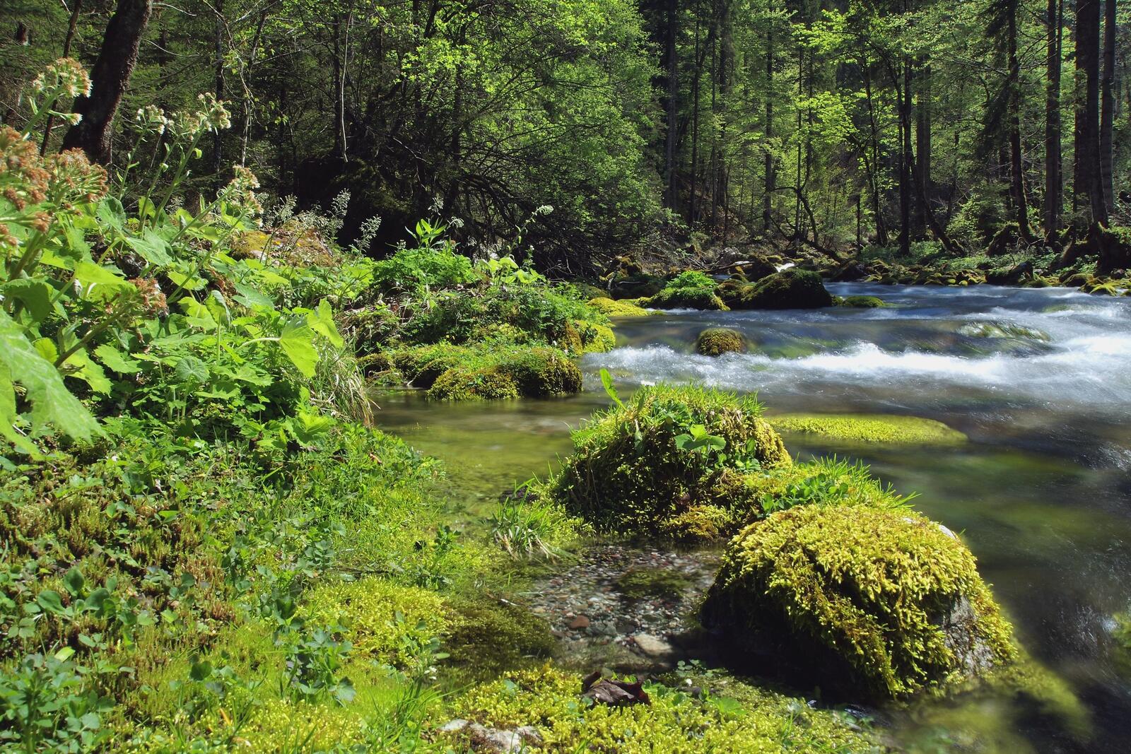 Free photo Forest river in summer