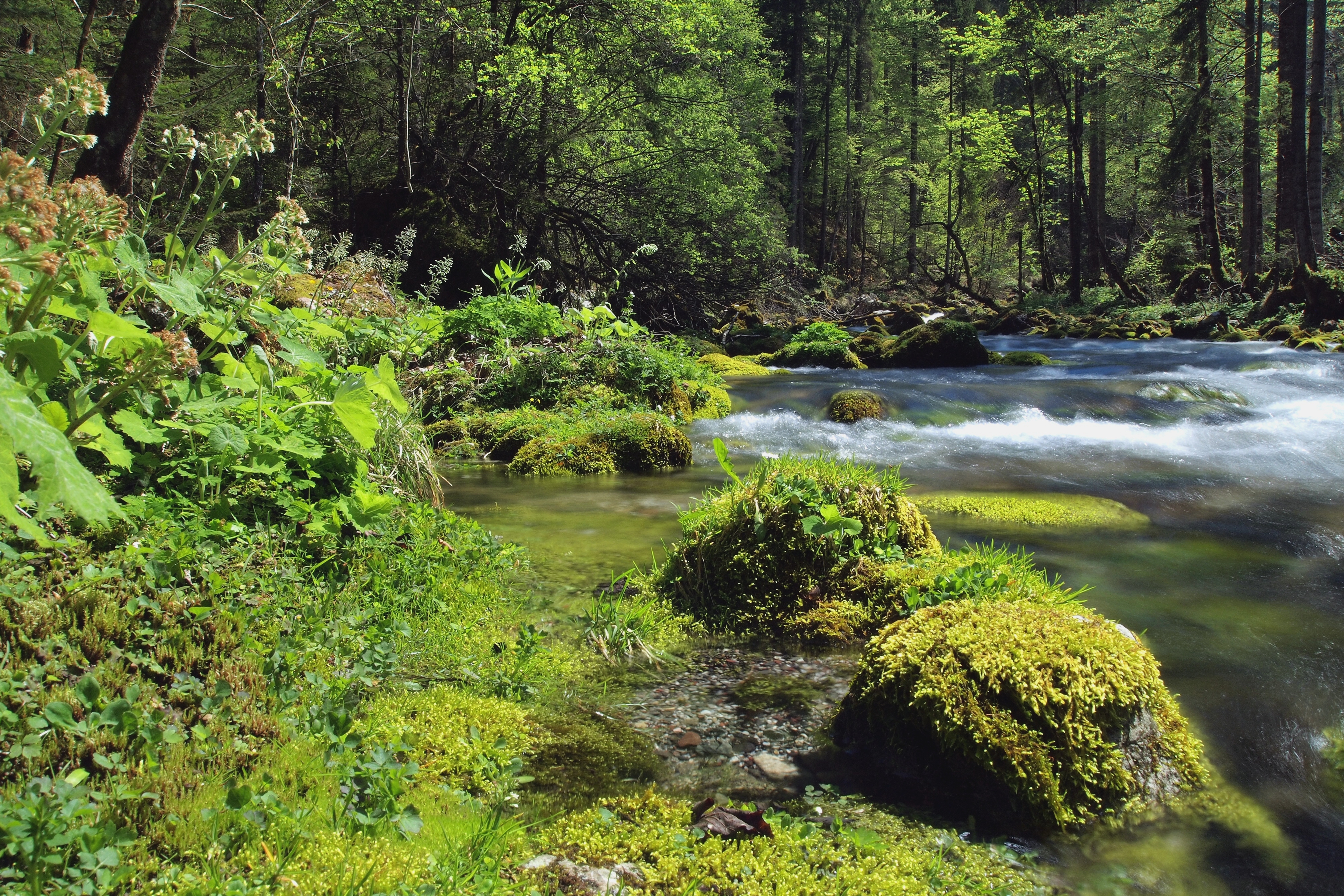 免费照片夏季的森林河流