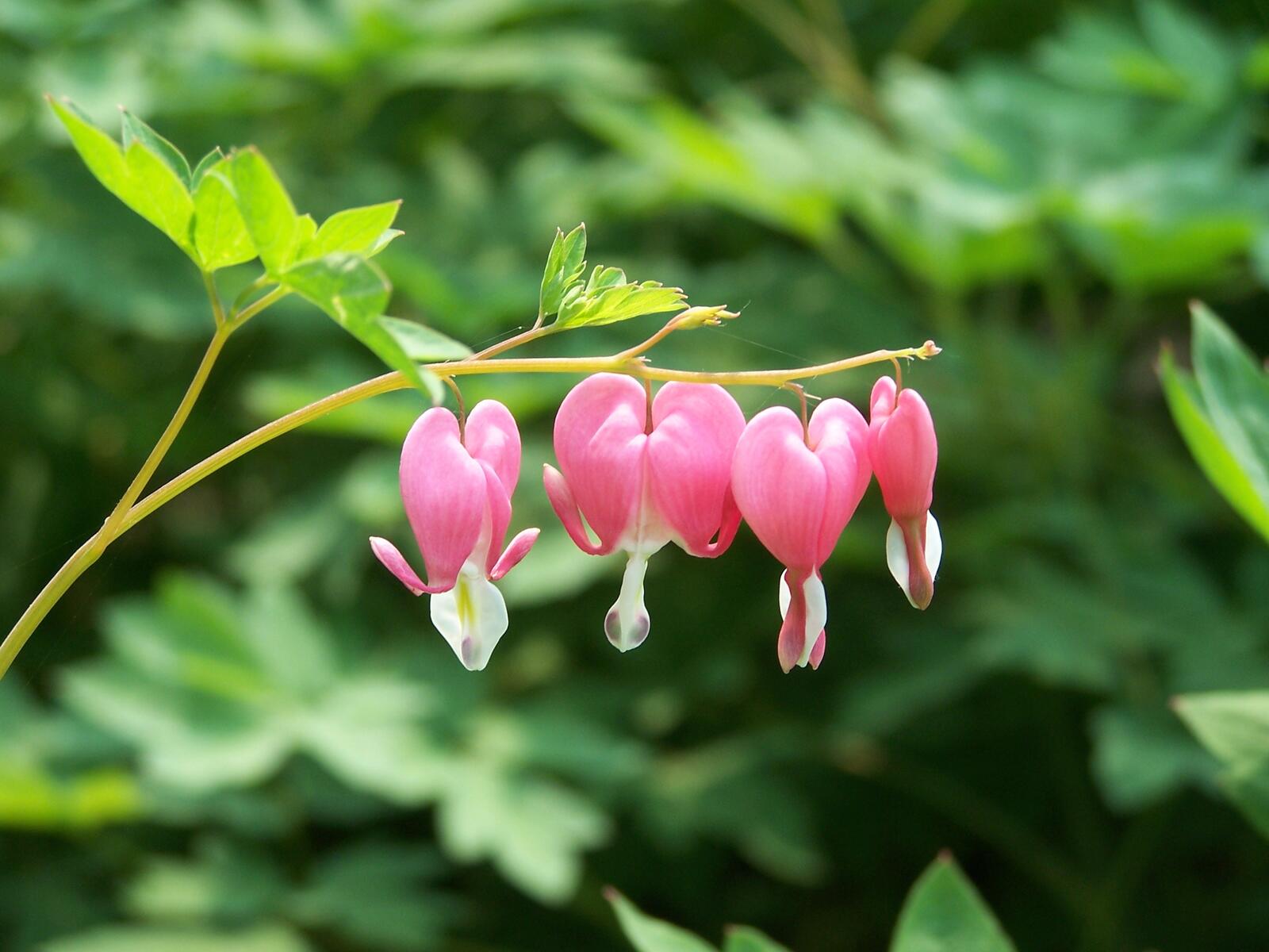 Free photo Pink buds of unusual colors
