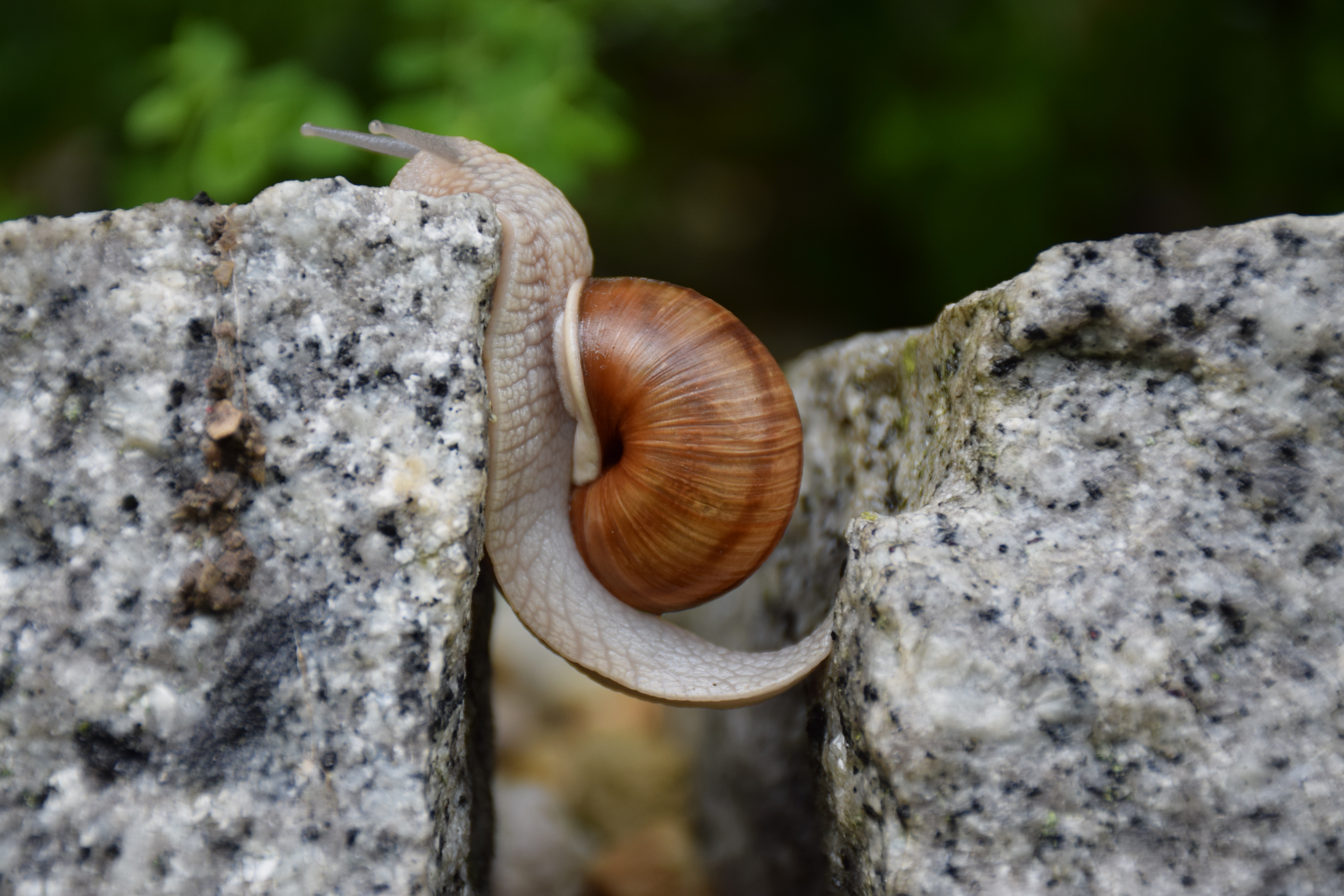一只小蜗牛爬上了一块岩石